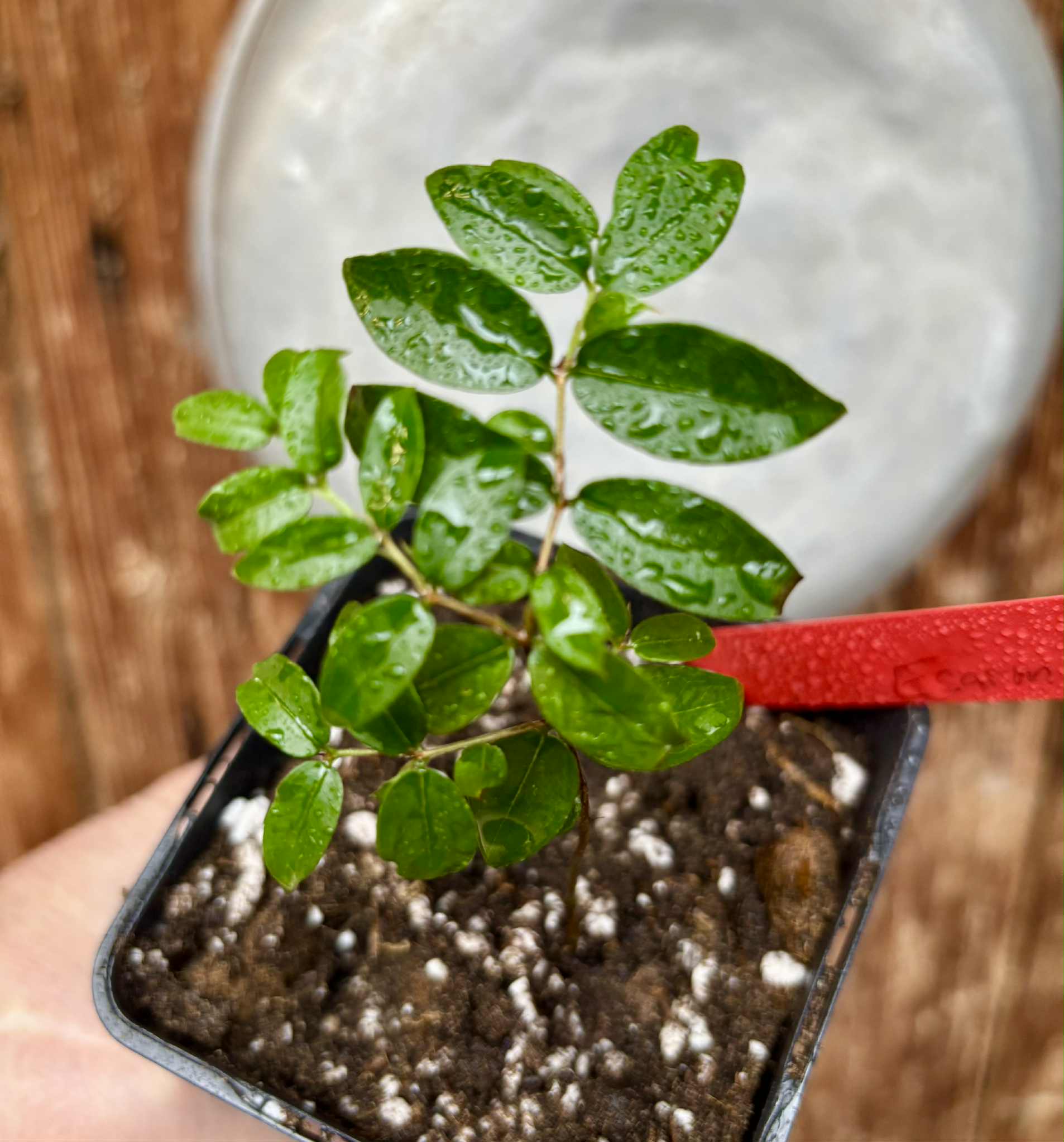 Jaboticaba - Plinia sp Esarme -  1 potted seedling / 1 getopfter Sämling