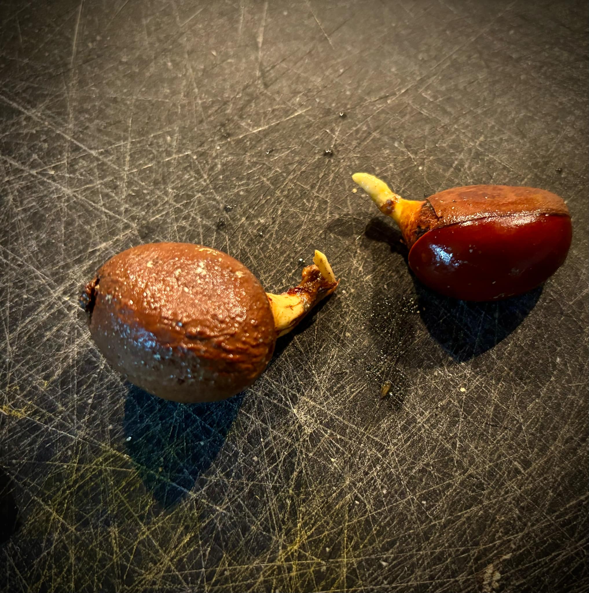 Pouteria grandiflora - 1 germinated seed / 1 gekeimter Samen