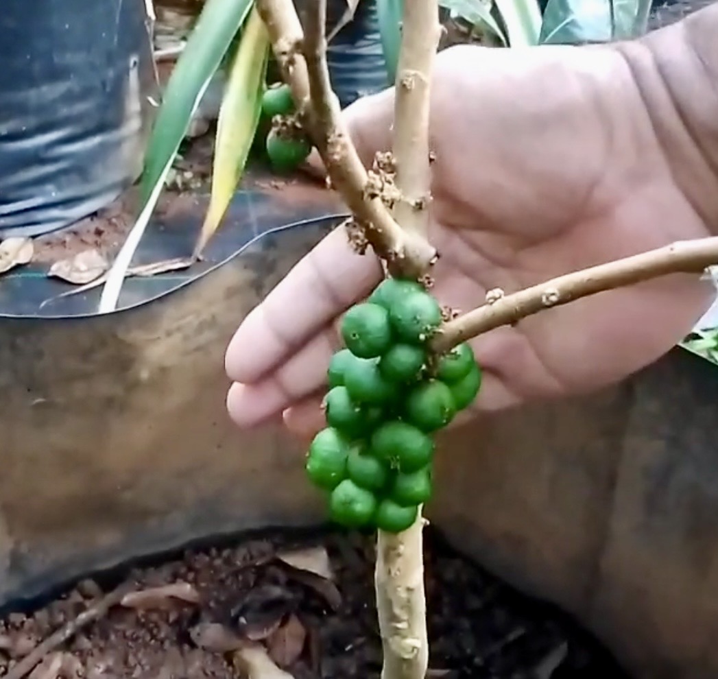 Jabuticaba Green Crystal (Plinia sp) -  1 fresh seed / 1 frischer Samen