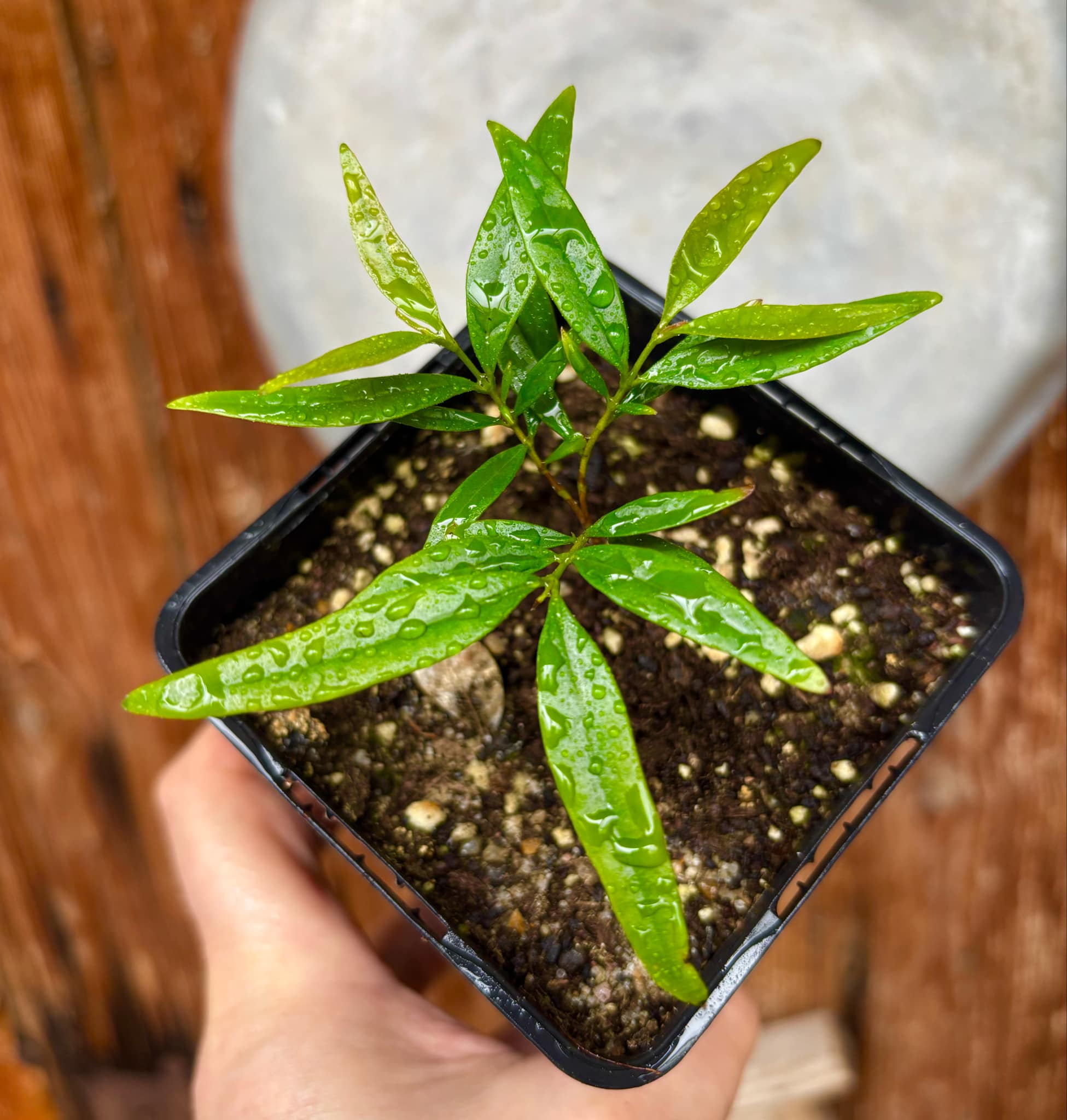 Marliera sp Cheirosa -  1 potted plant / 1 getopfte Pflanze