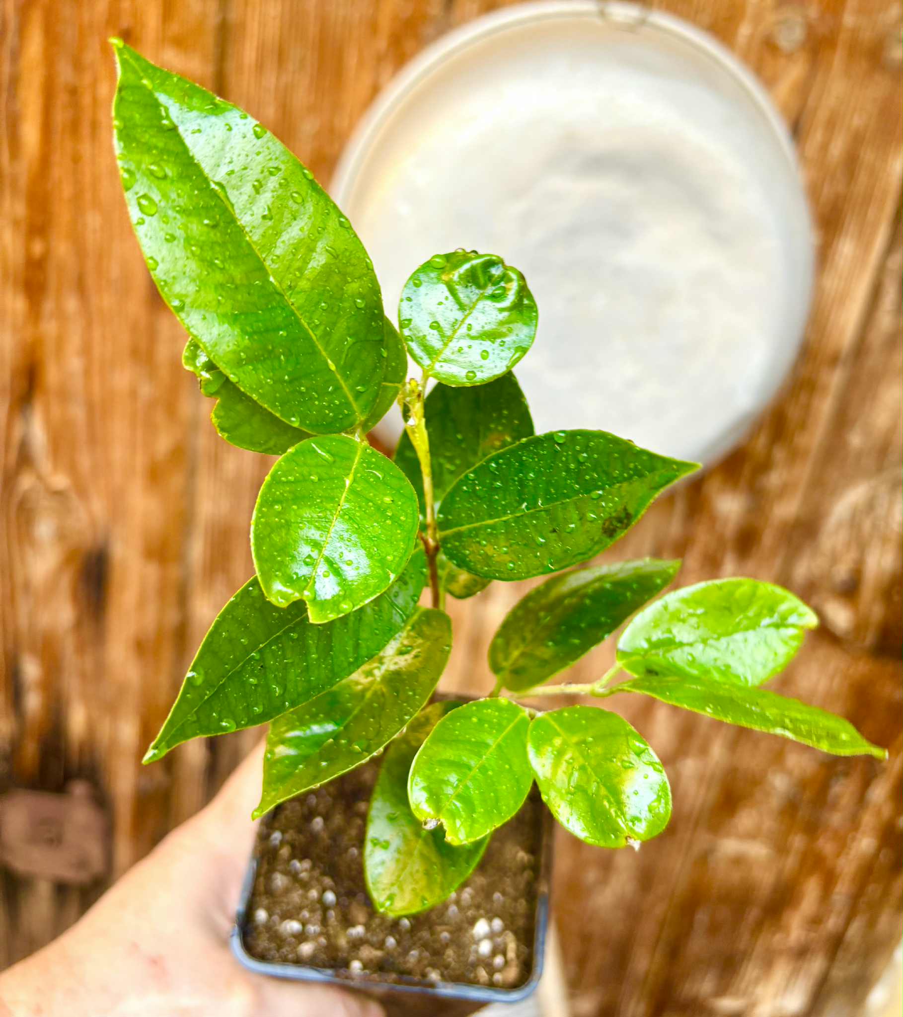 Cambuca (Plinia edulis) - 1 potted plant / 1 getopfte Pflanze