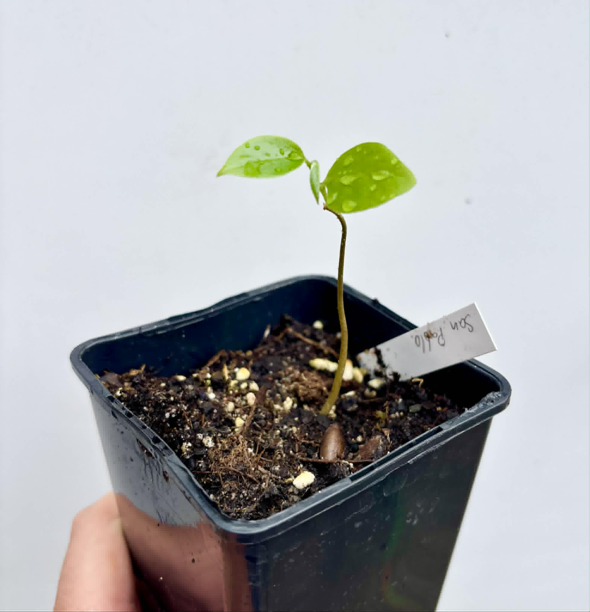 Annona reticulata var San Pablo - 1 potted seedling / 1 getopfter Sämling