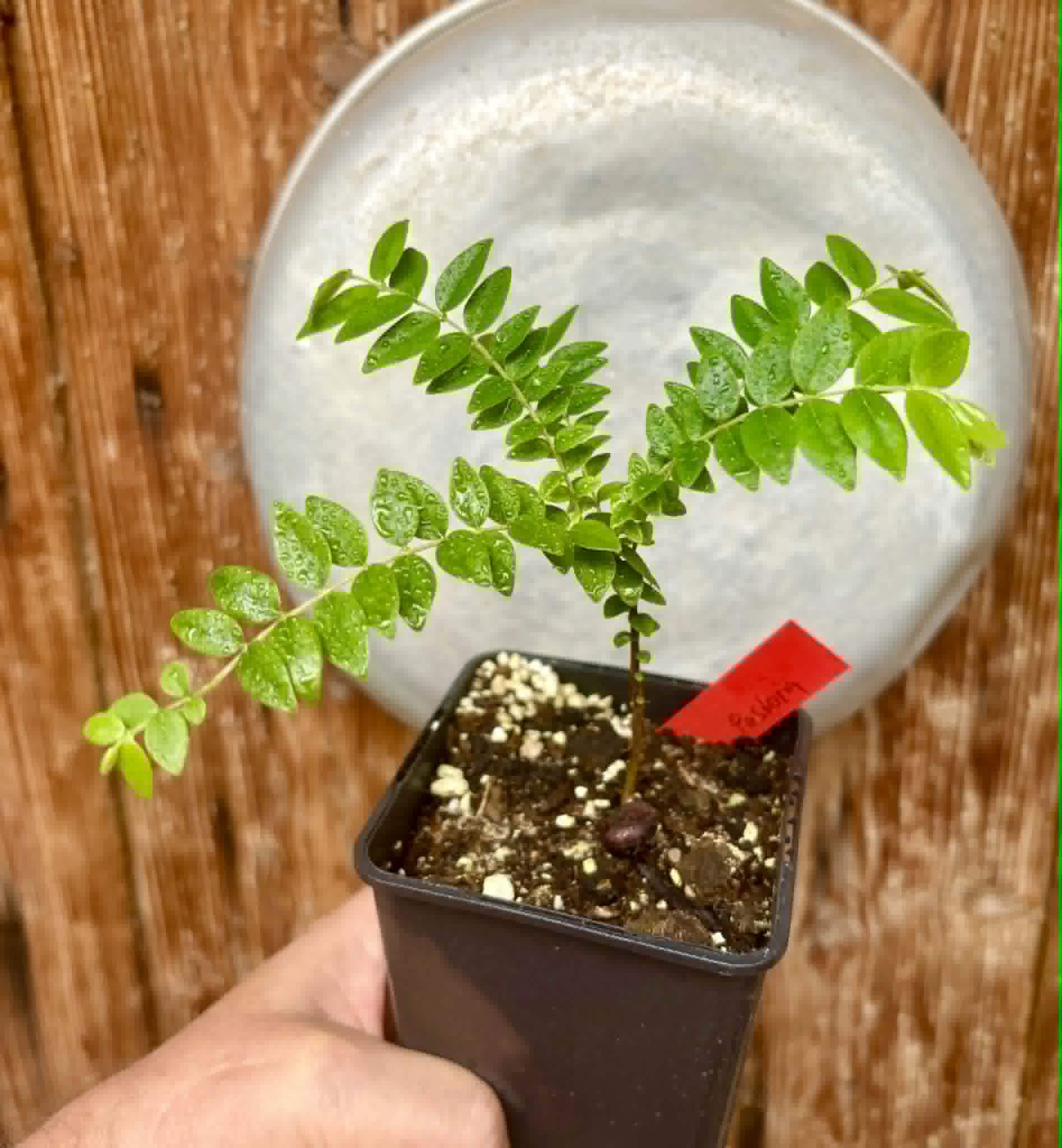 Myrciaria sp Pastora - 1 potted seedling / 1 getopfter Sämling