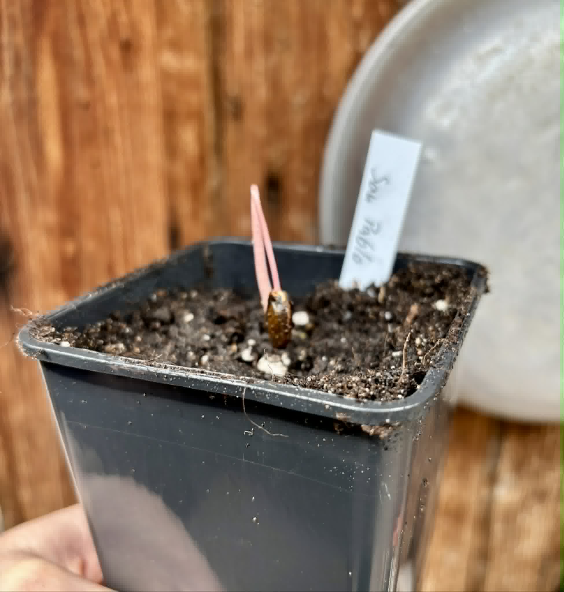 Annona reticulata var San Pablo - 1 potted seedling / 1 getopfter Sämling