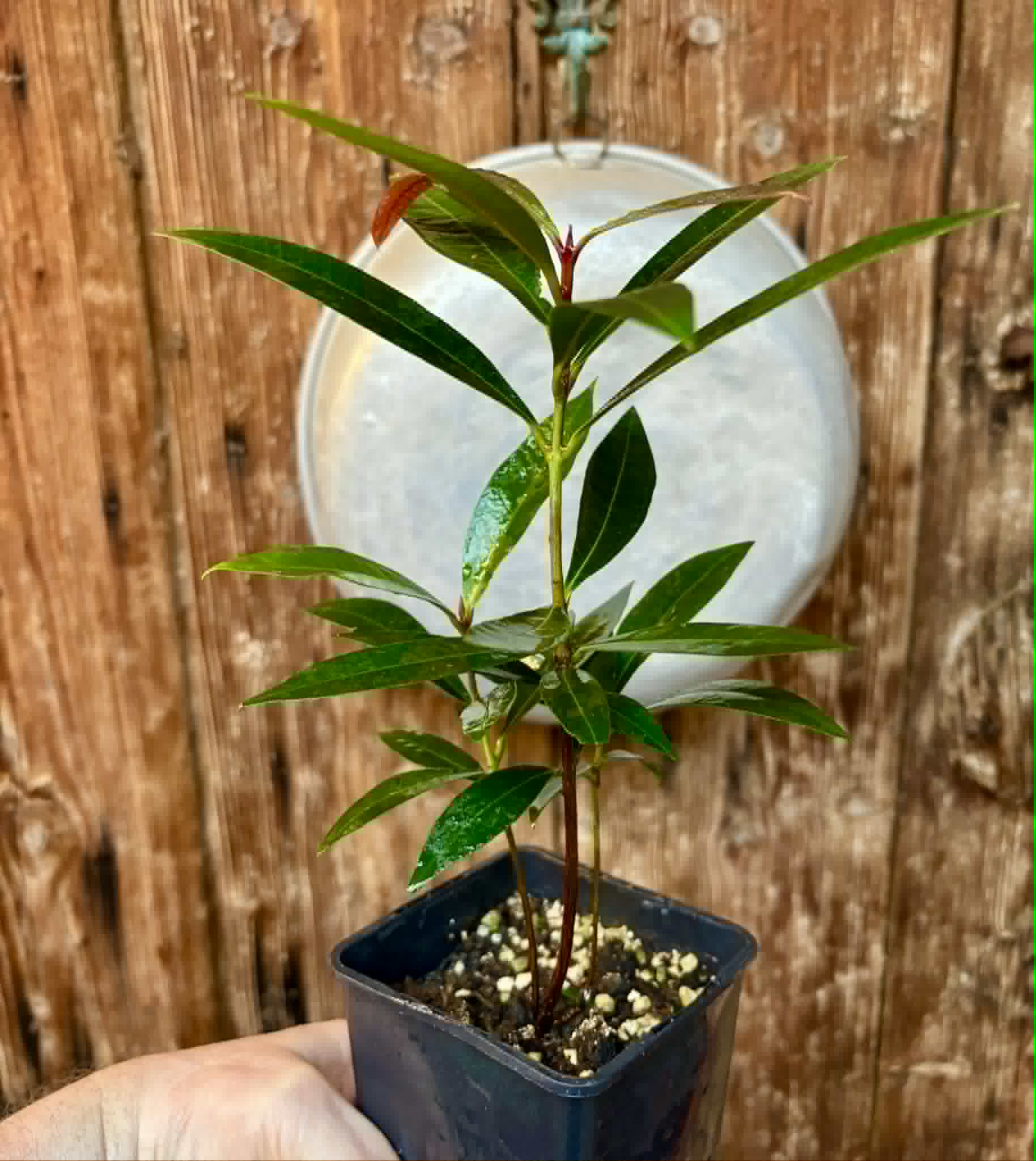 Eugenia sp Jambo da Mata -  1  potted seedling / 1 getopfter Sämling