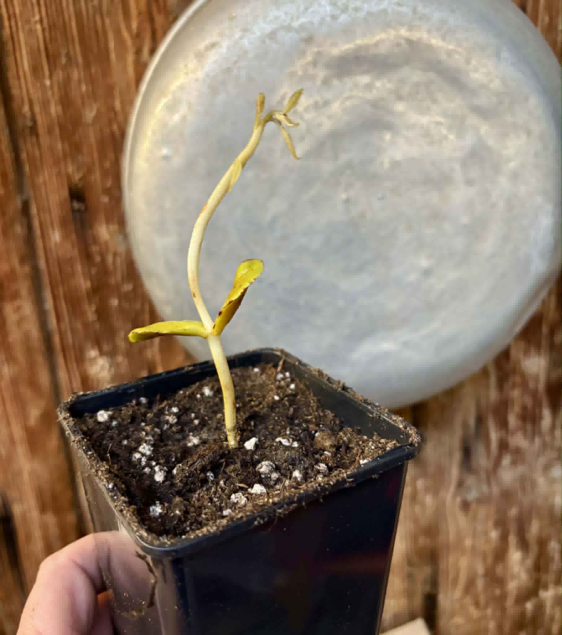Chrysophyllum sp Abiu Rondonia - 1 potted seedling / 1 getopfter Sämling