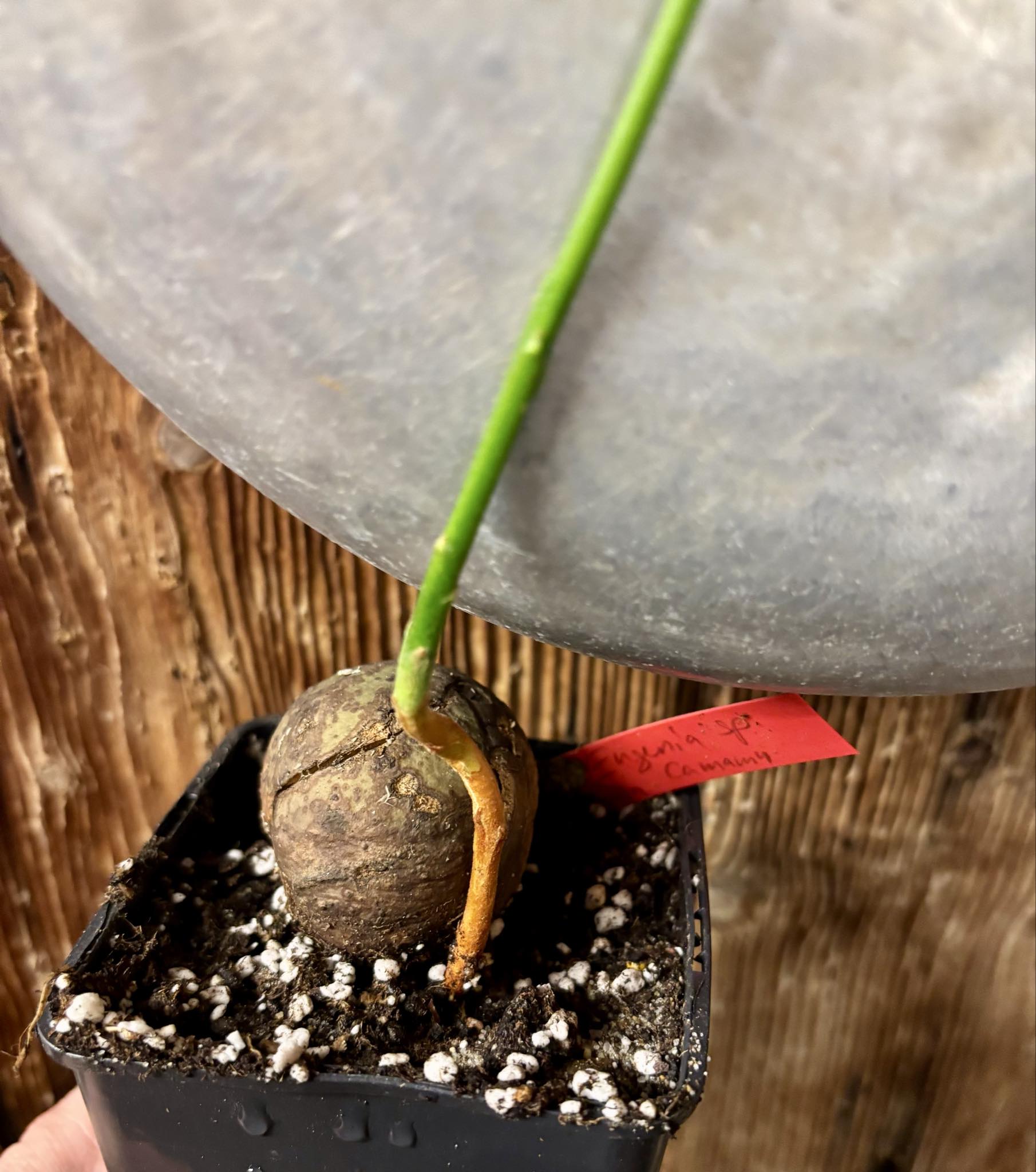 Eugenia sp Laranja Camamu - 1 potted seedling / 1 getopfter Sämling