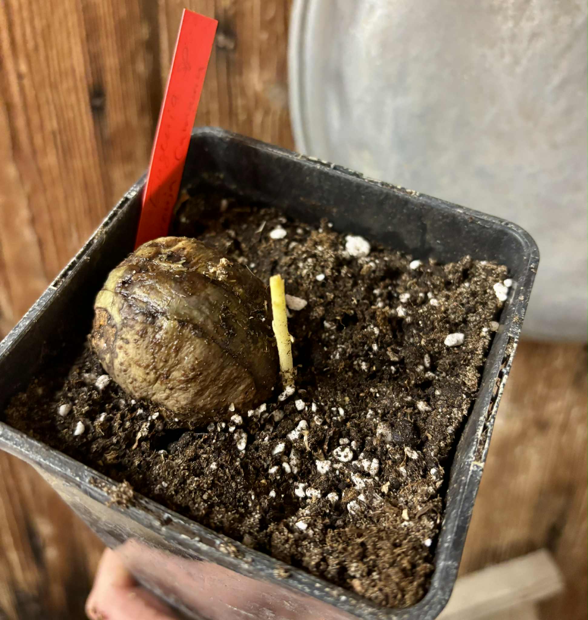 Eugenia sp Laranja Camamu - 1 potted seedling / 1 getopfter Sämling