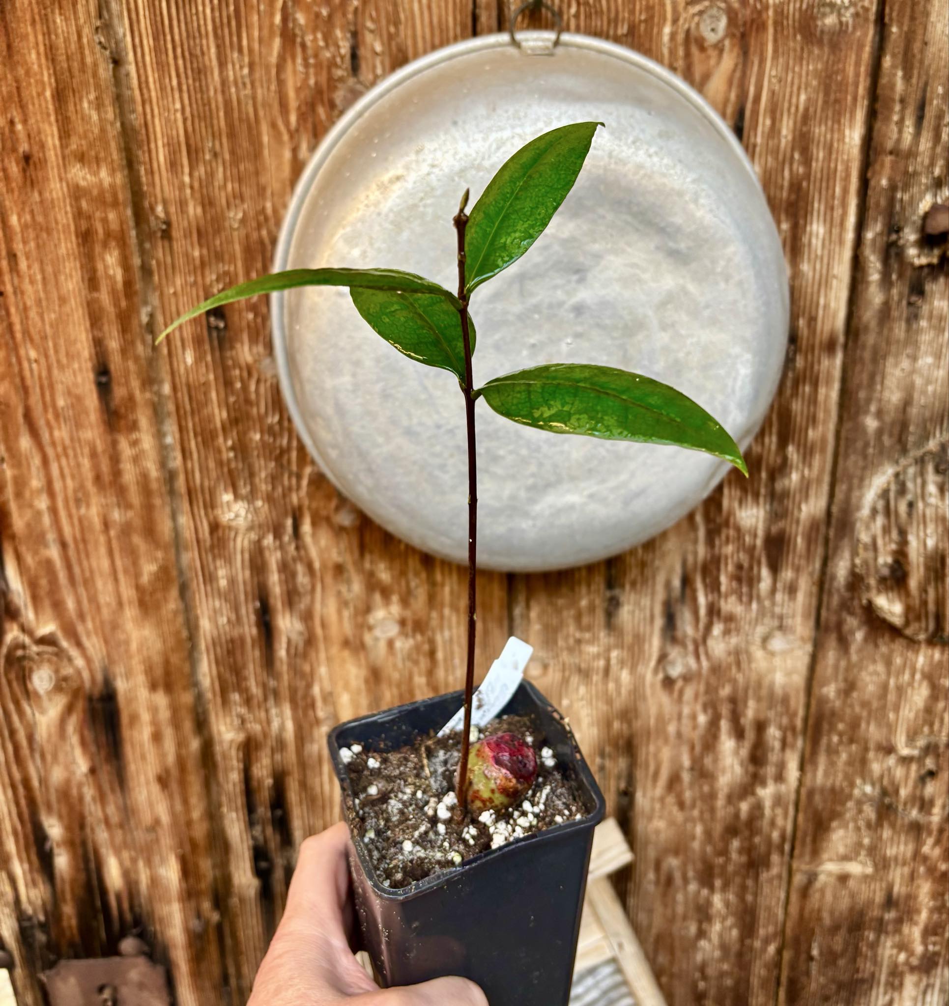 Eugenia sp Maca BIG -  1 potted seedling / 1 getopfter Sämling