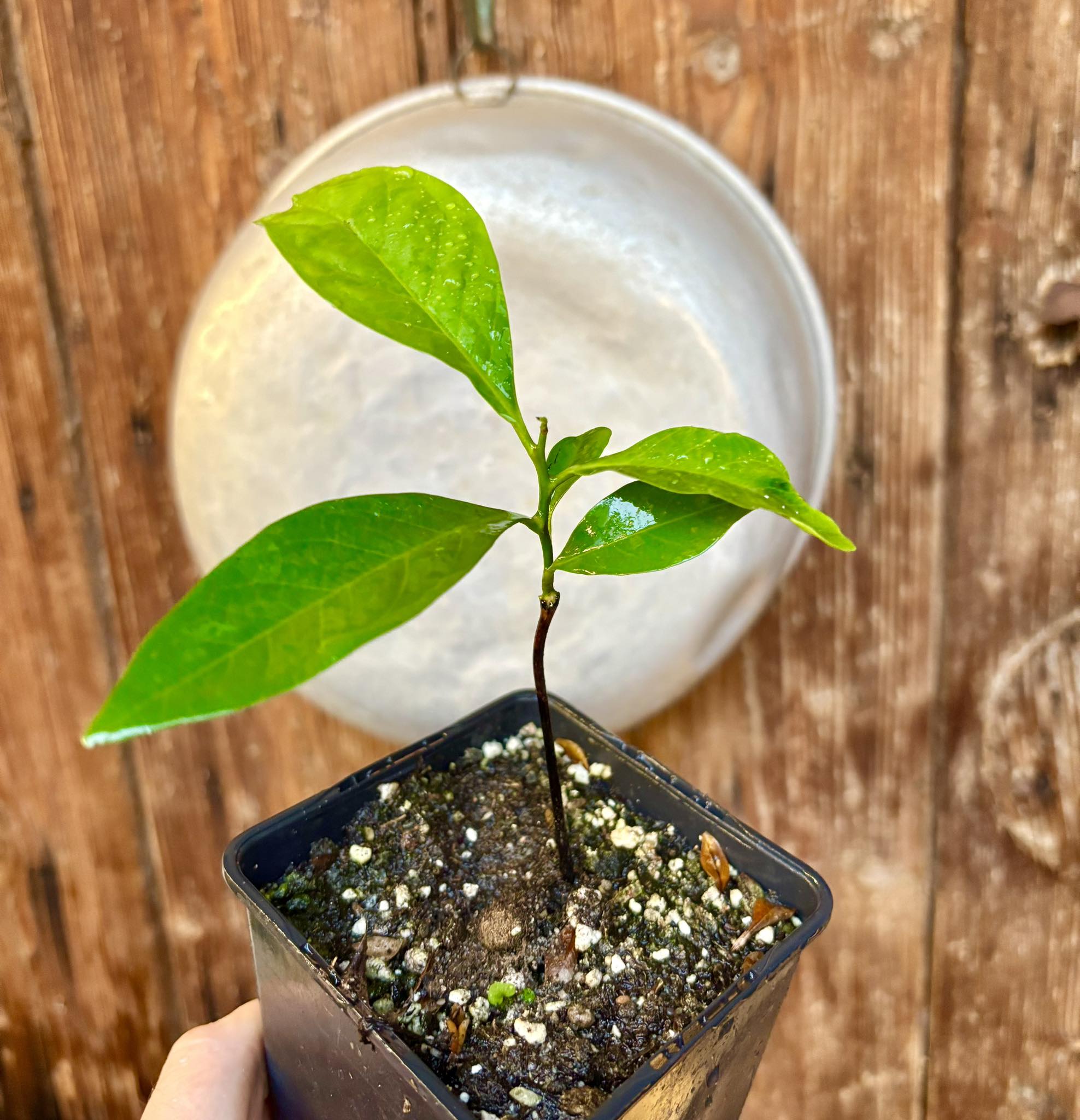 Diospyros nigra - Black Sapote - 1 potted plant / 1 getopfte Pflanze