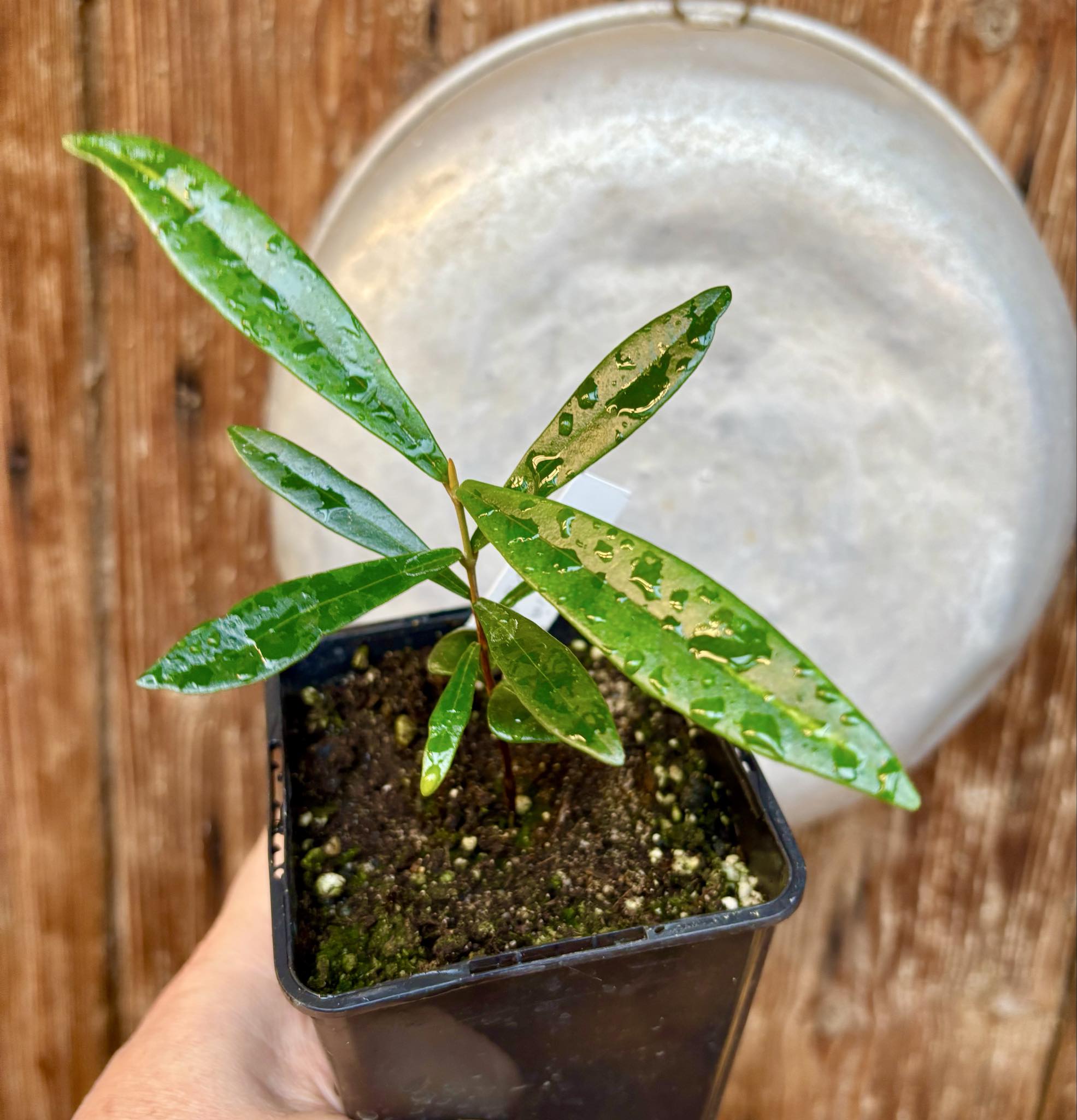 Myrcia luschnathiana -  1 potted seedling / 1 getopfter Sämling