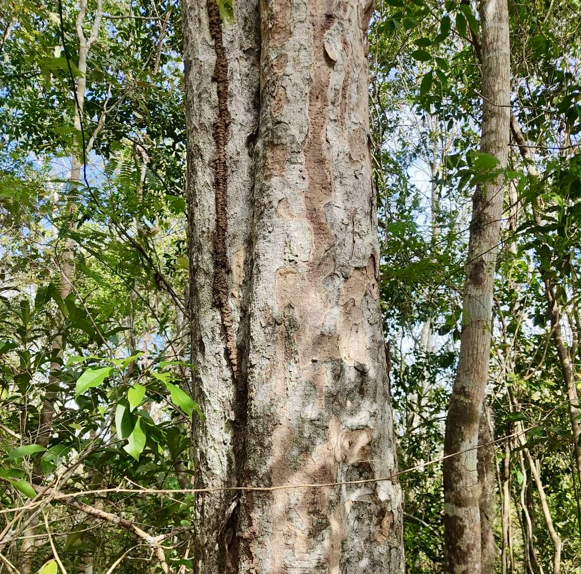 Melicoccus sp Bahia - 1 fresh seed / 1 frischer Samen