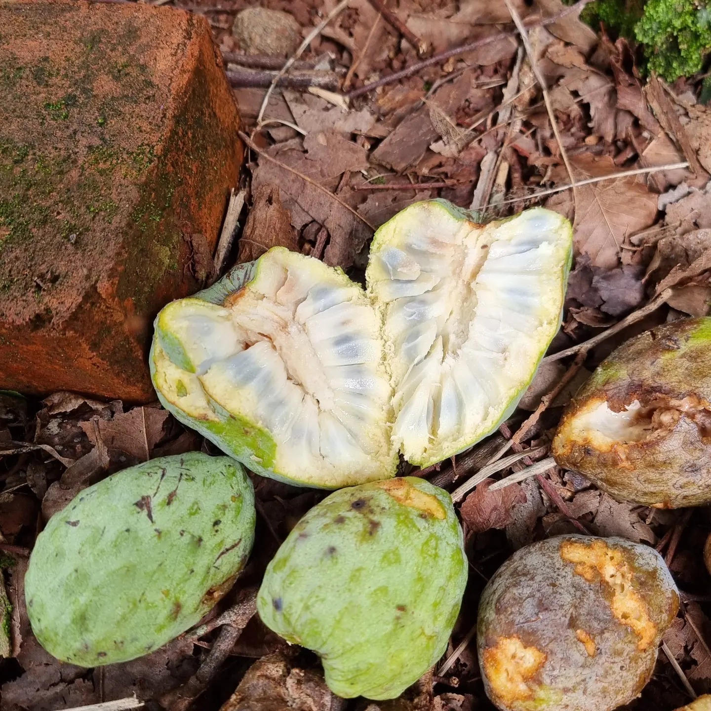 Annona cacans - 1 potted plant / 1 getopfte Pflanze Annona cacans - 1 potted plant / 1 getopfte Pflanze