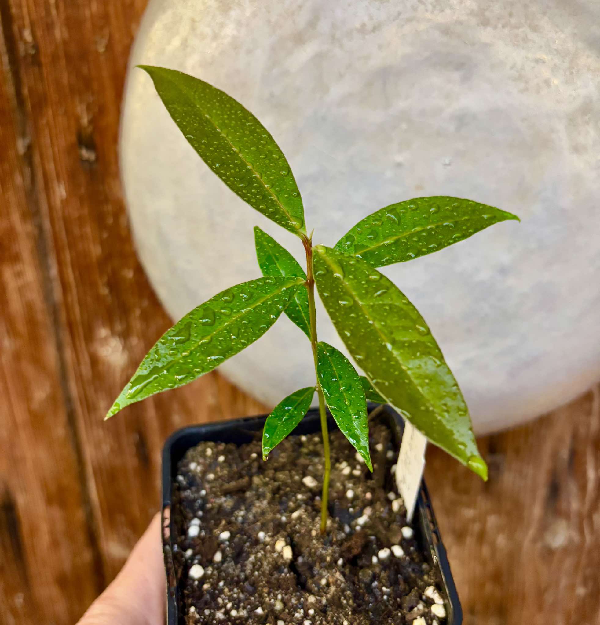 Syzygium (Eugenia) sp Jambo da Mata -  1 small potted seedling / 1 kleiner, getopfter Sämling