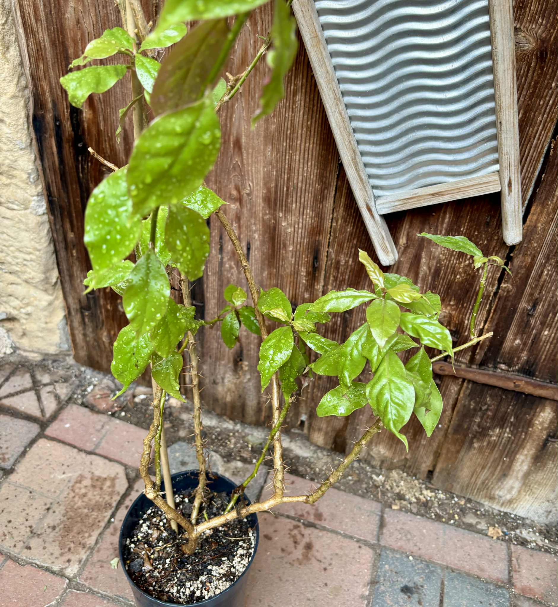 Barbados Gooseberry - Pereskia aculeata- 1 potted plant / 1 getopfte Pflanze