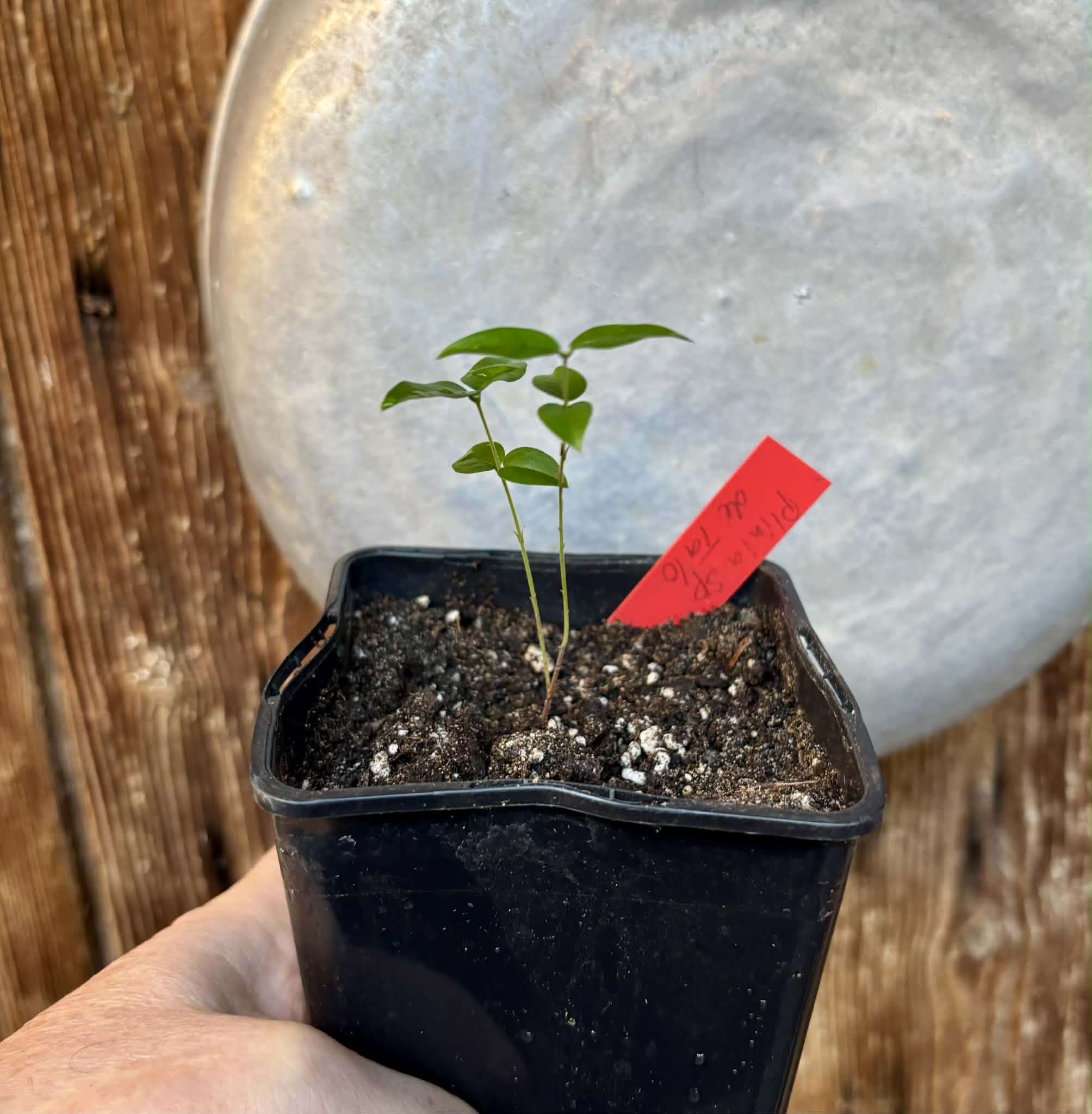 Plinia sp. de Talo - 1 potted seedling / 1 getopfter Sämling