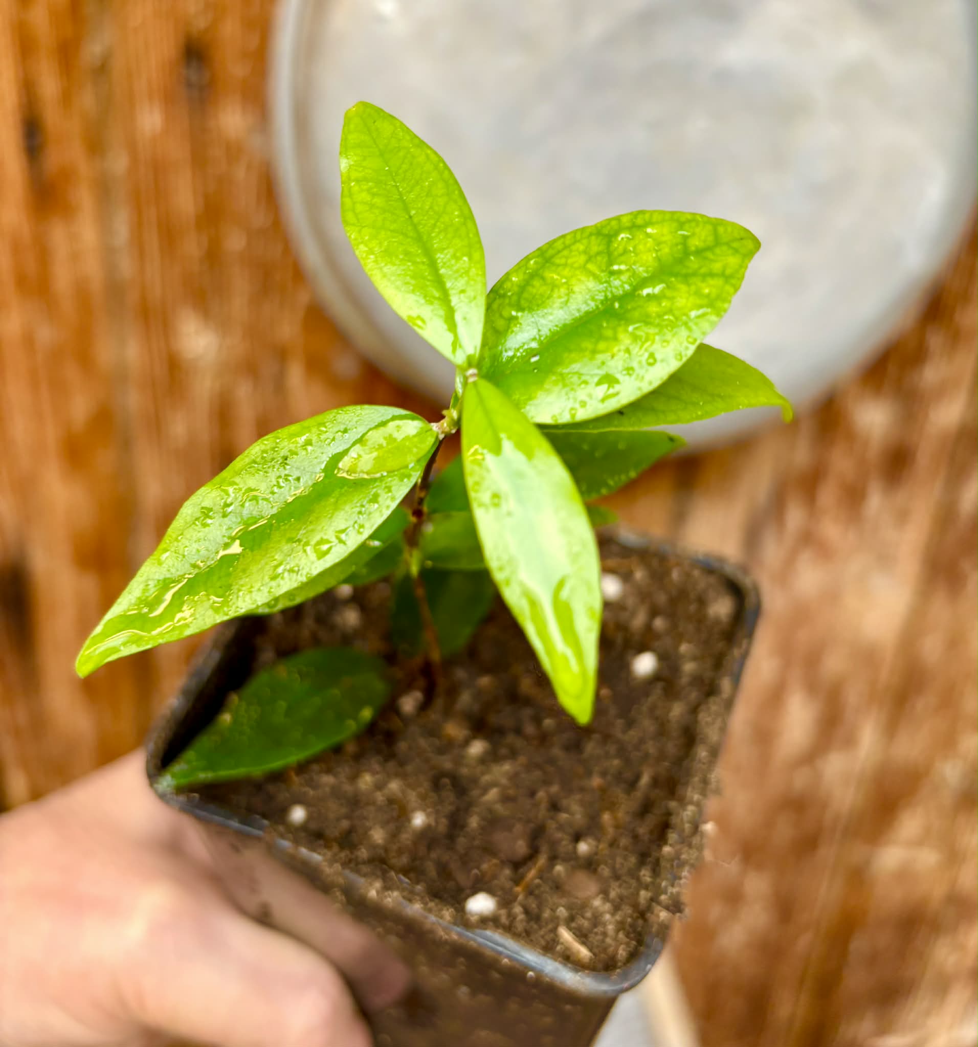 rooted cutting from over 4 years old plant - Eugenia sp Laranja Serralandia - 1 potted plant / 1 getopfte Pflanze