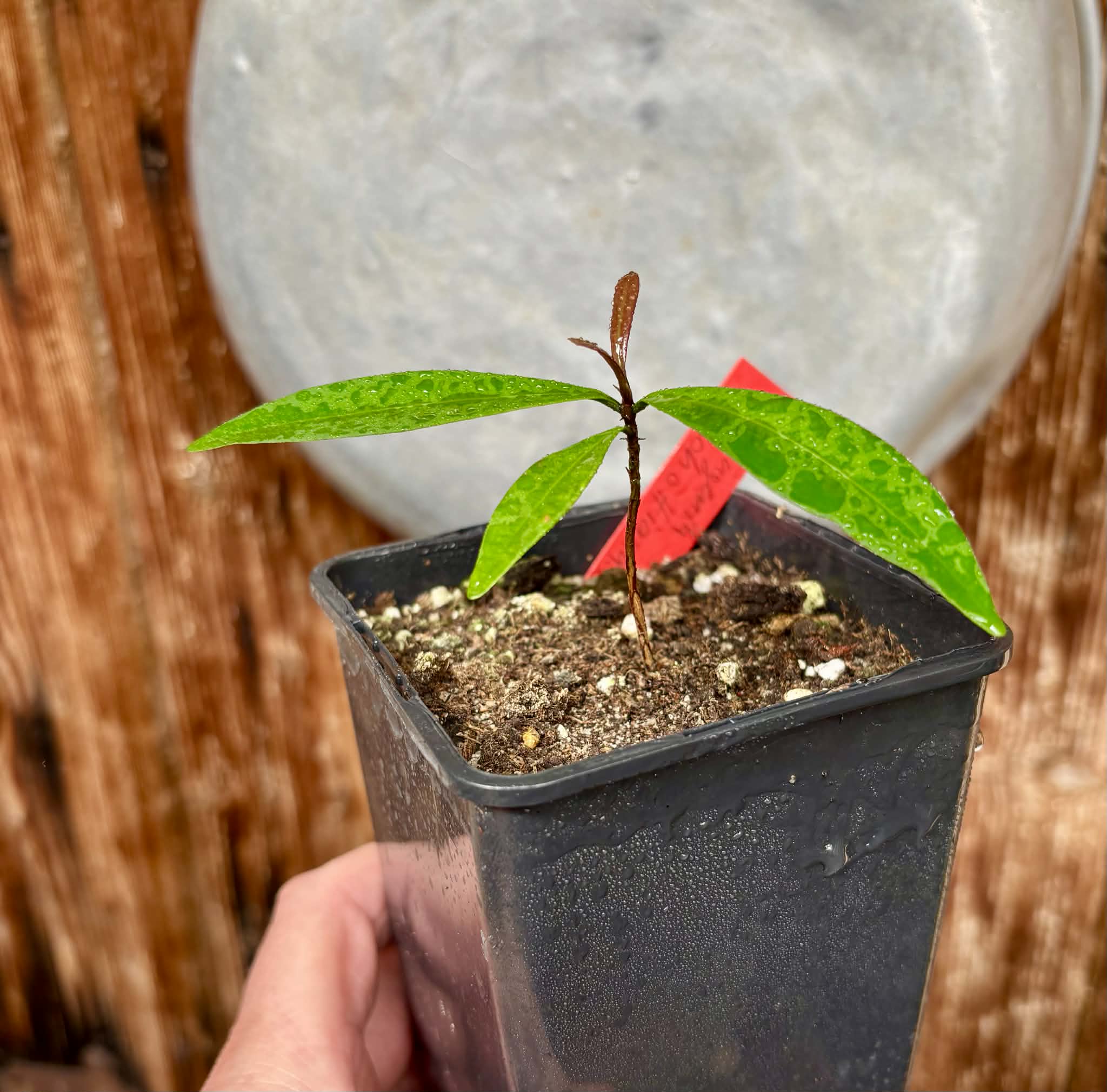 Eugenia schottiana -  1 potted seedling / 1 getopfter Sämling