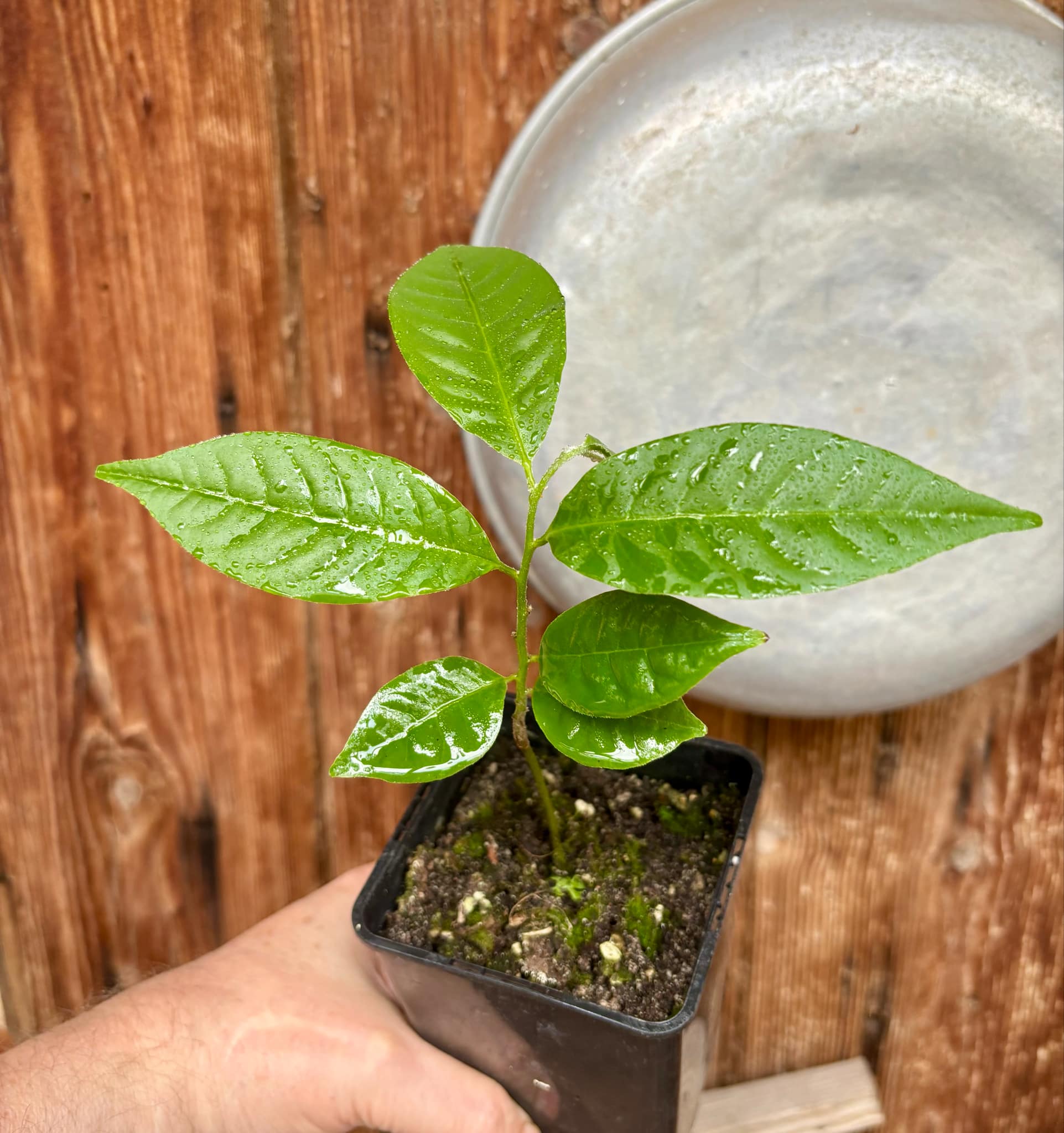 Annona reticulata big pink-red variety - 1 potted plant / 1 getopfte Pflanze