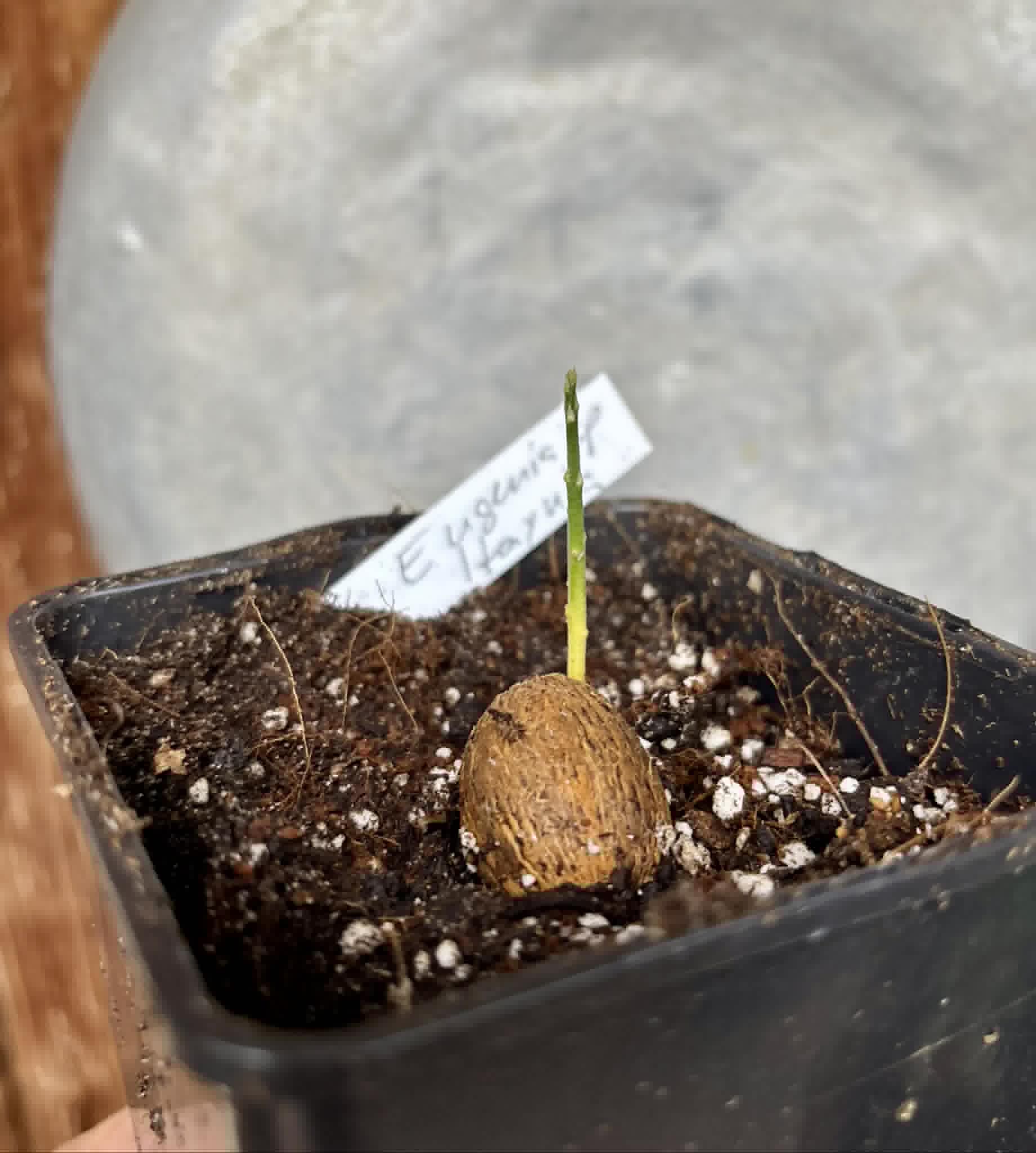 Eugenia sp Itayuba - 1 potted seedling / 1 getopfter Sämling