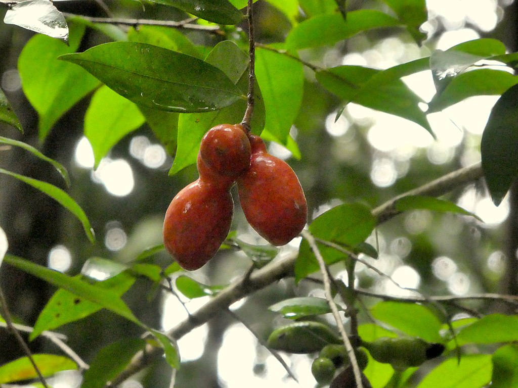 Fingersop (Meiogyne cylindrocarpa) - 1 fresh seed / 1 frischer Samen