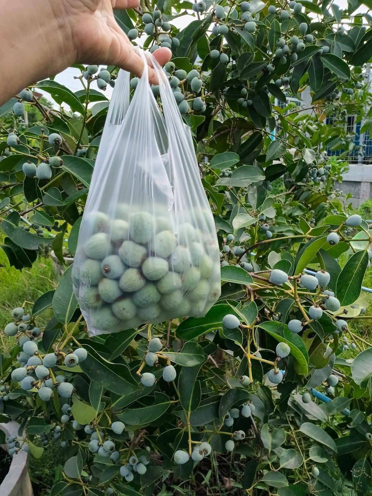 Syzygium grande - 1 germinated seed / 1 gekeimter Samen