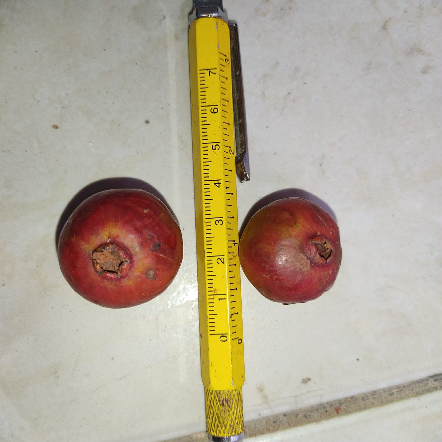 Psidium sp Dovale - 1 potted seedling / 1 getopfter Sämling