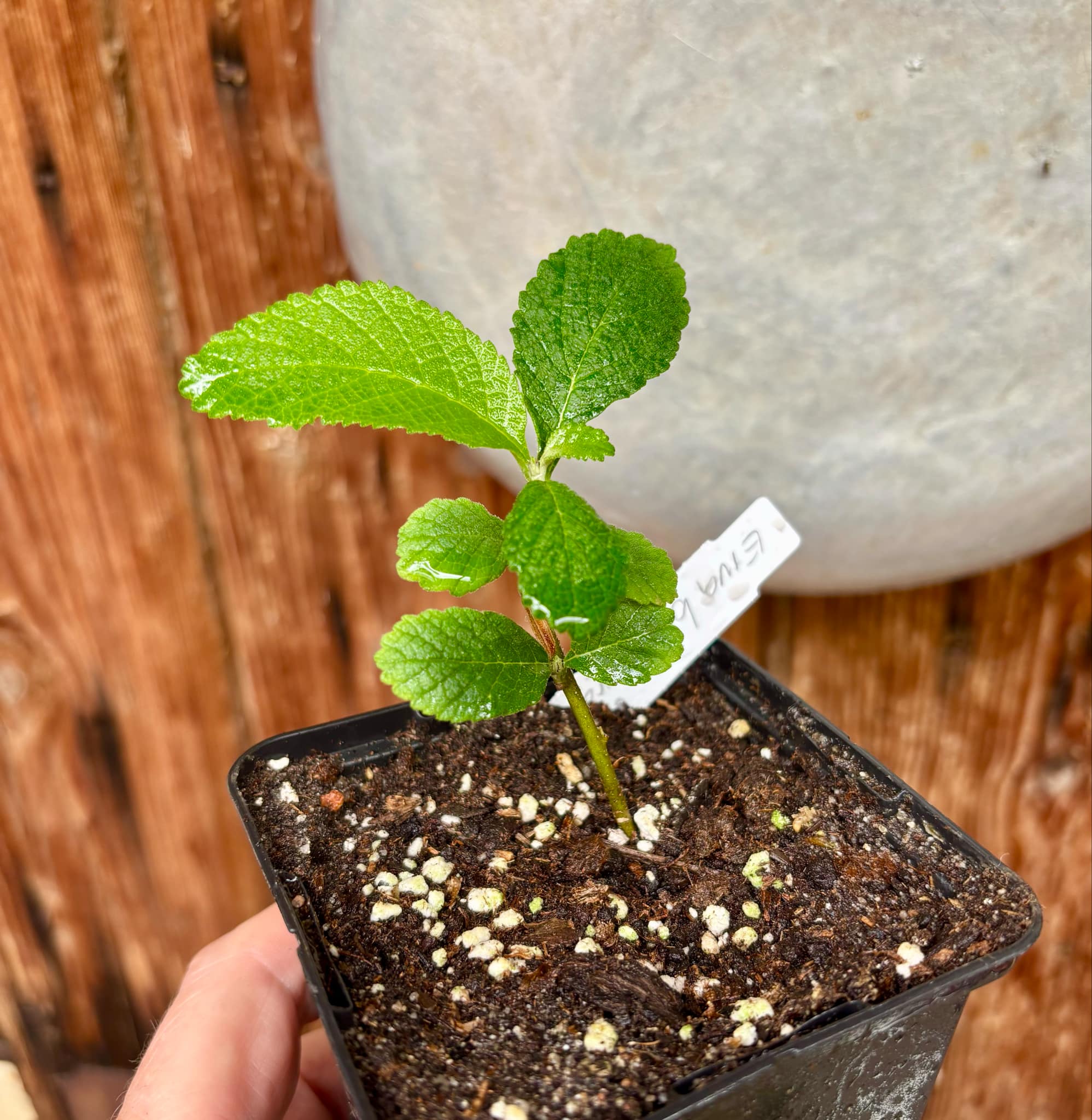 Erva baleeira  (Cordia verbenacia) - 1 potted plant / 1 getopfte Pflanze
