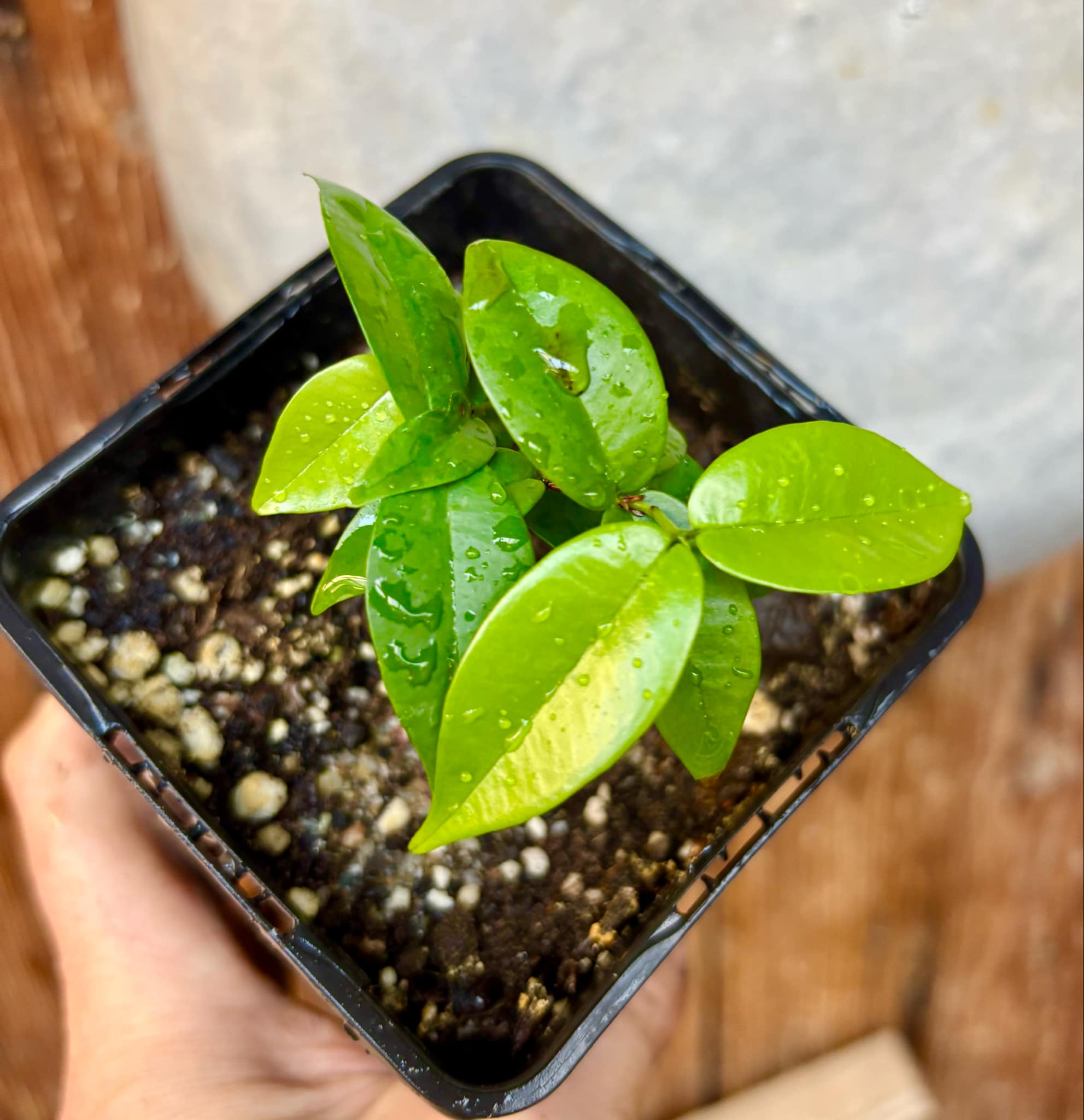 Eugenia sp Amarela Redonda - 1 small potted seedling / 1 kleiner, getopfter Sämling