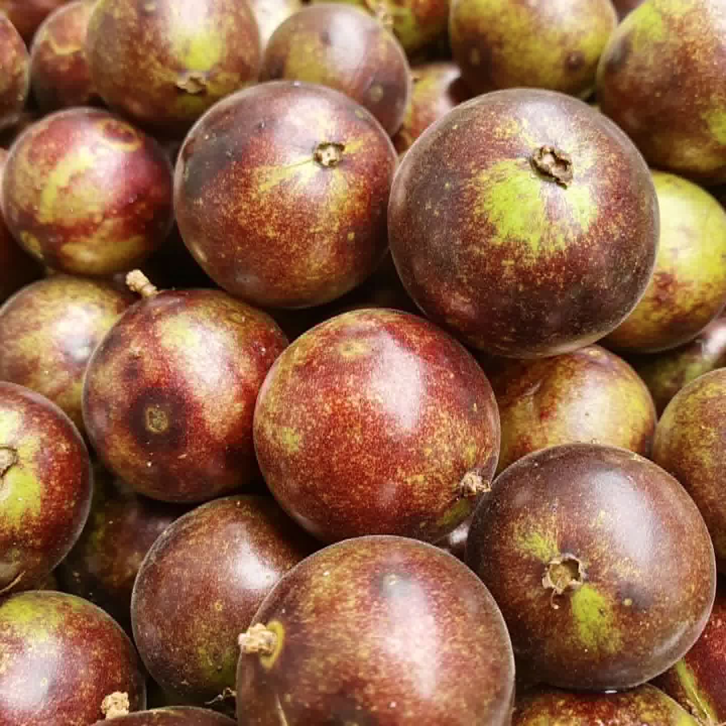 Jabuticaba Peluda-de-Alagoas (Plinia sp Grimal) -  1 fresh seed / 1 frischer Samen