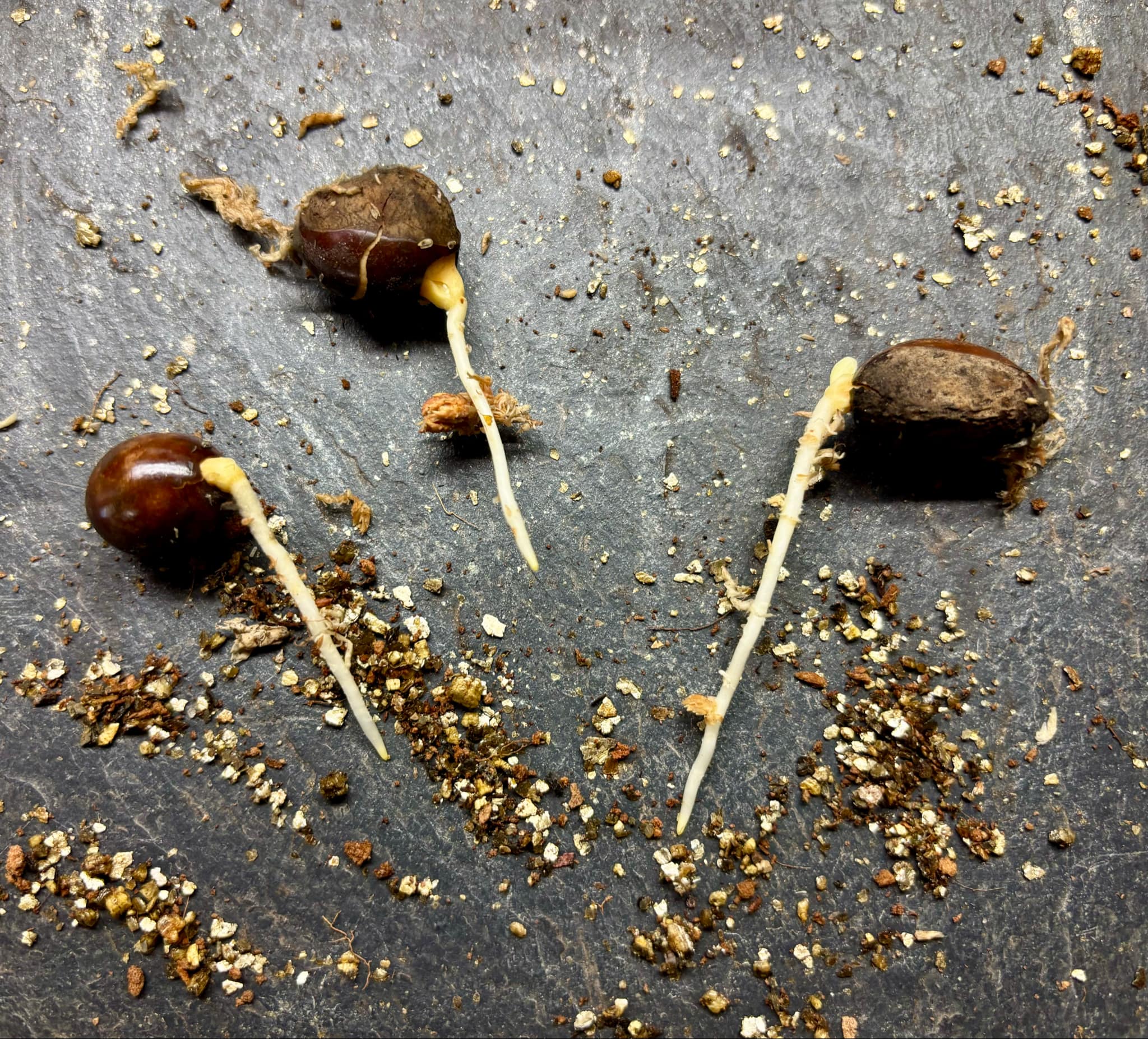 Ross Sapote (Pouteria sp) - 1 germinated seed / 1 gekeimter Samen