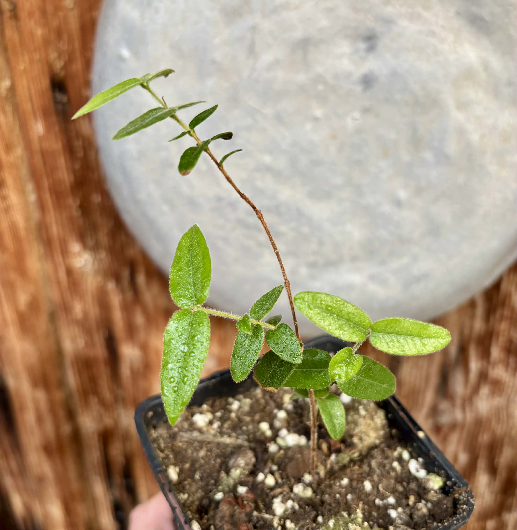 Myrciaria caerulescens (Roxa - Blue Guaquiea) - 1 potted seedling / 1 getopfter Sämling