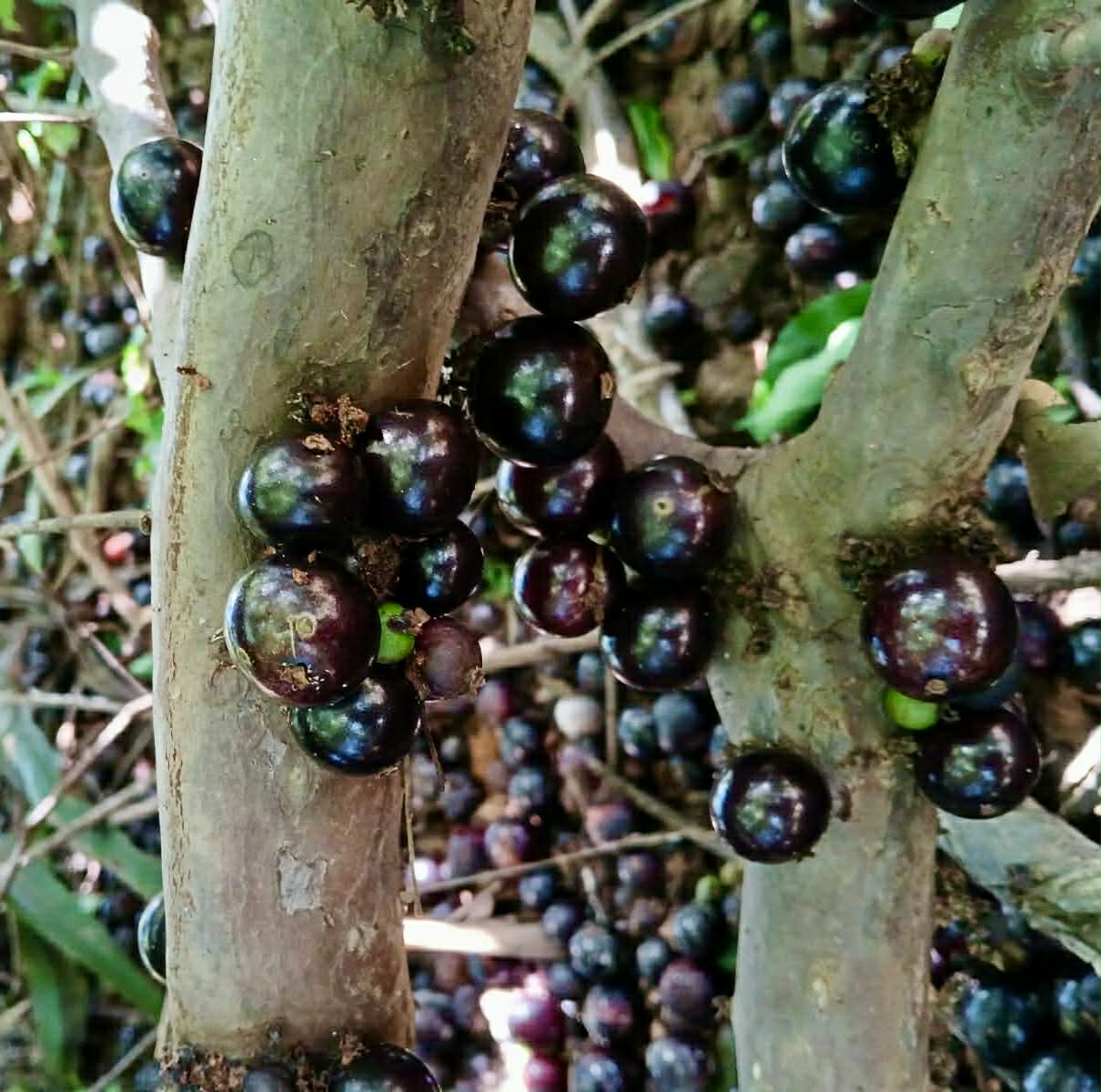 Pre Order - Plinia sp Tabuia -  1 fresh seed / 1 frischer Samen