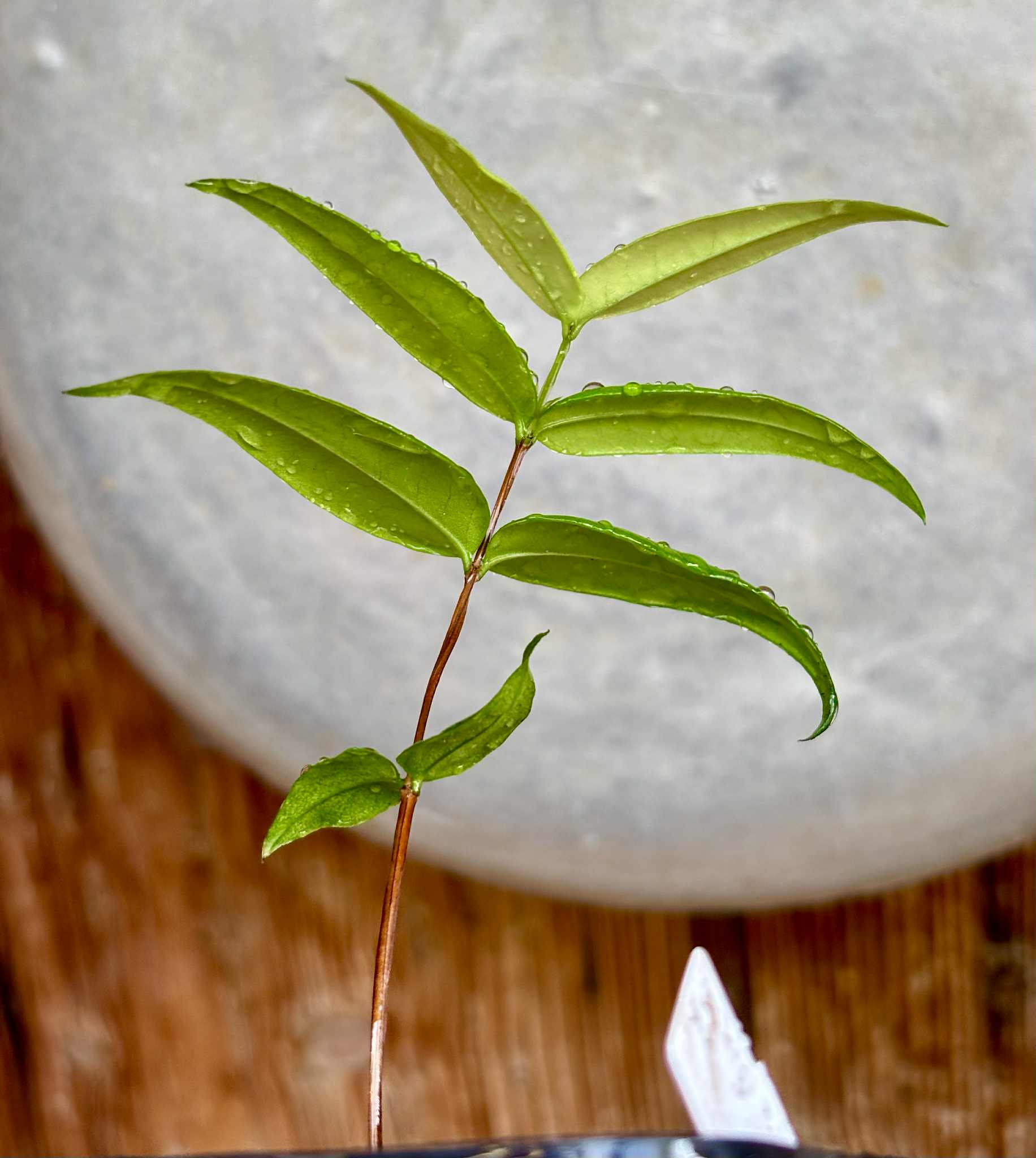 Mouriri sp Nova Provisão - 1 potted plant / 1 getopfte Pflanze