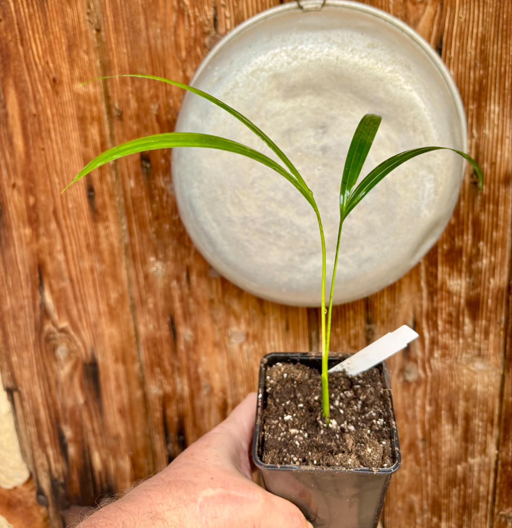 Palm Syagrus romanzoffiana -  1 potted plant / 1 getopfte Pflanze