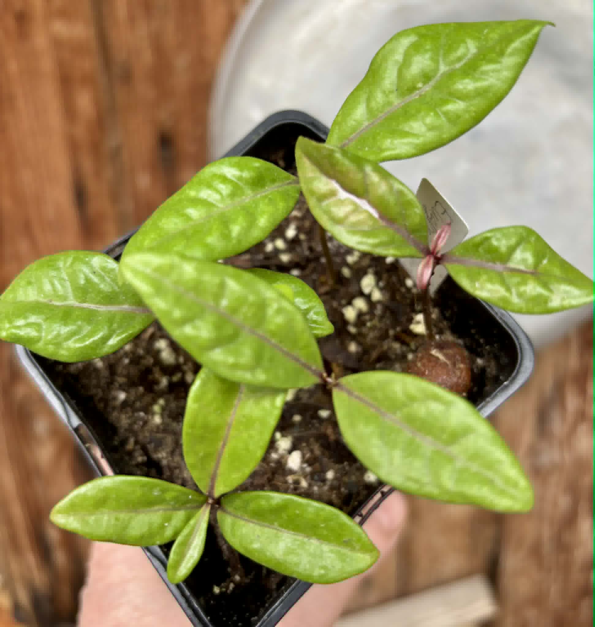 5 in 1 pot - Eugenia rotundifolia var. Maruim - 5 seedlings in one pot / 5 Sämlinge in einem Topf Kopie