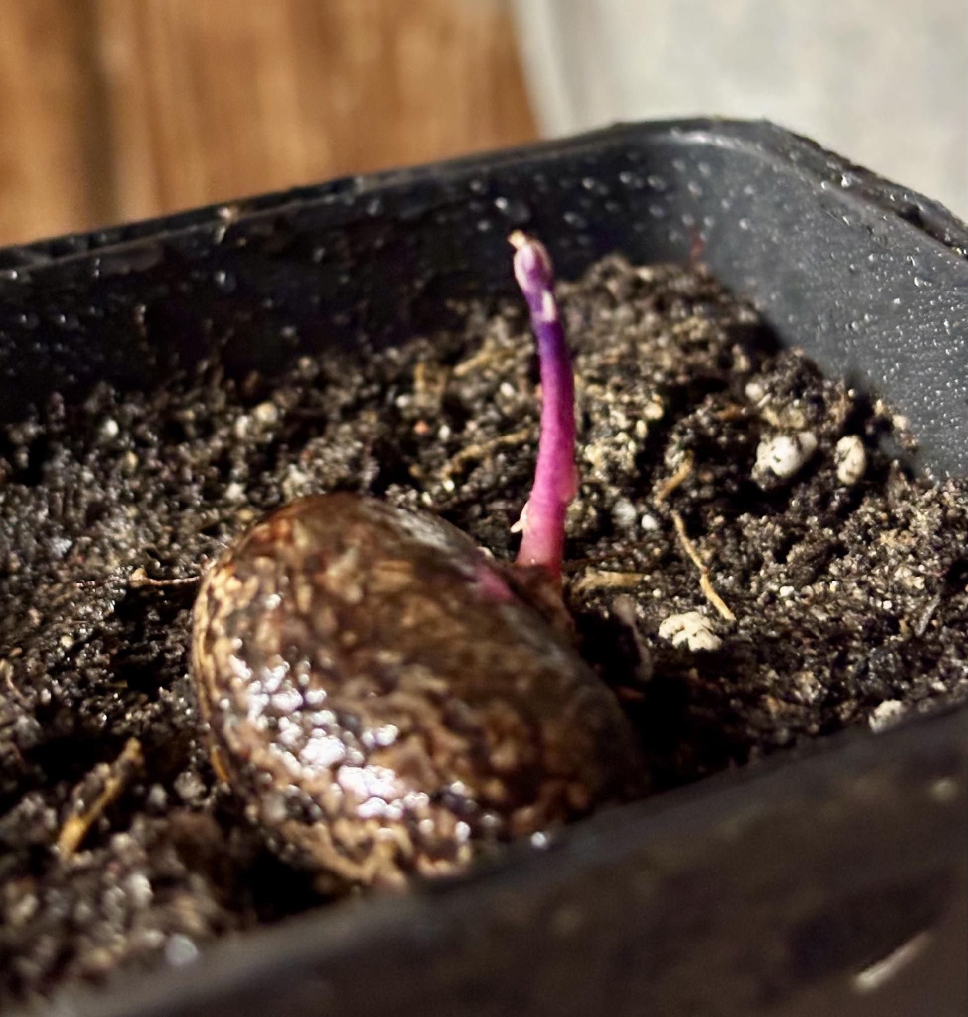 Eugenia sp Essencia negra - 1 potted seedling / 1 getopfter Sämling