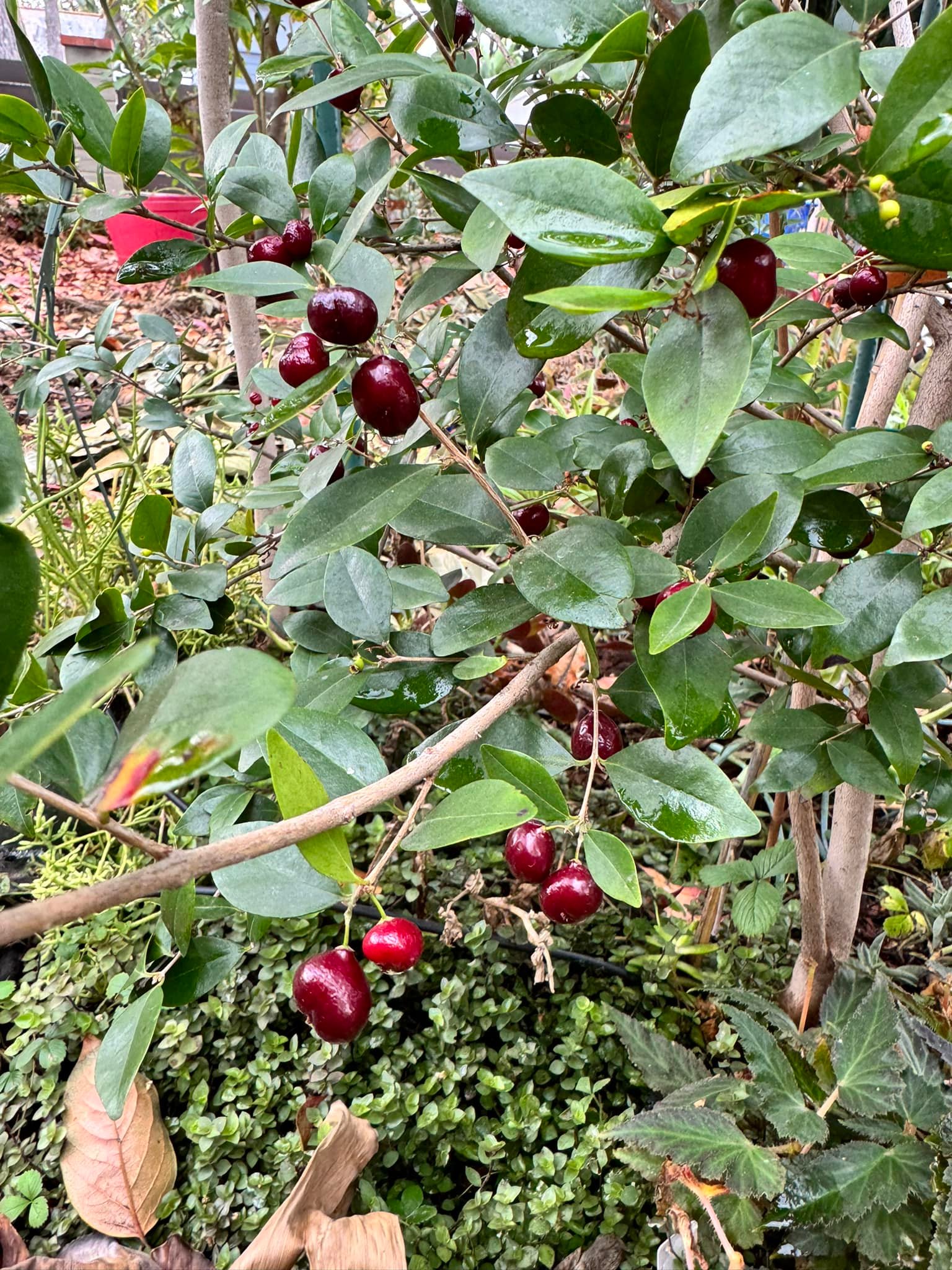  three years old - Eugenia repanda - 1 potted plant / 1 getopfte Pflanze