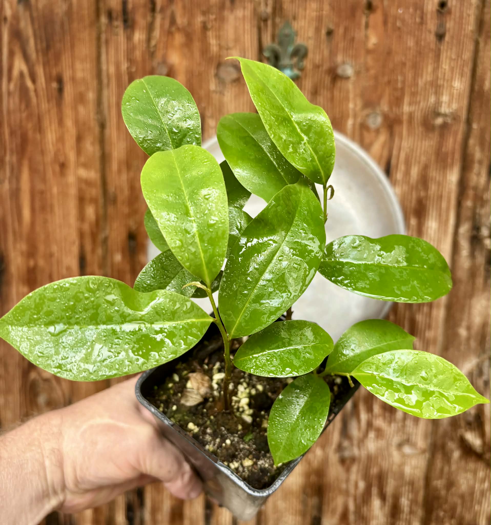 4 in 1 pot - Annona muricata - Soursop / Stachelannone - 4 seedlings in one pot / 4 Sämlinge in einem Topf