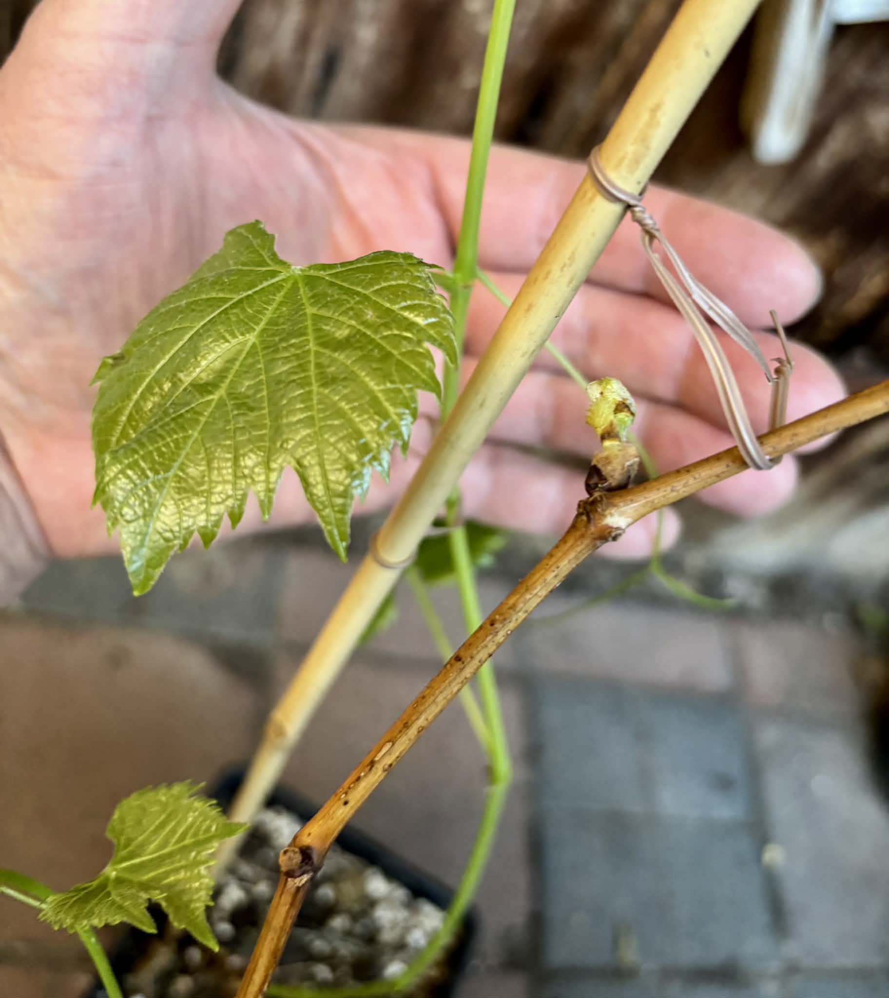 only 1 available - Muscadine var. Noble (Vitis rotundifolia) -  1 potted plant / 1 getopfte Pflanze