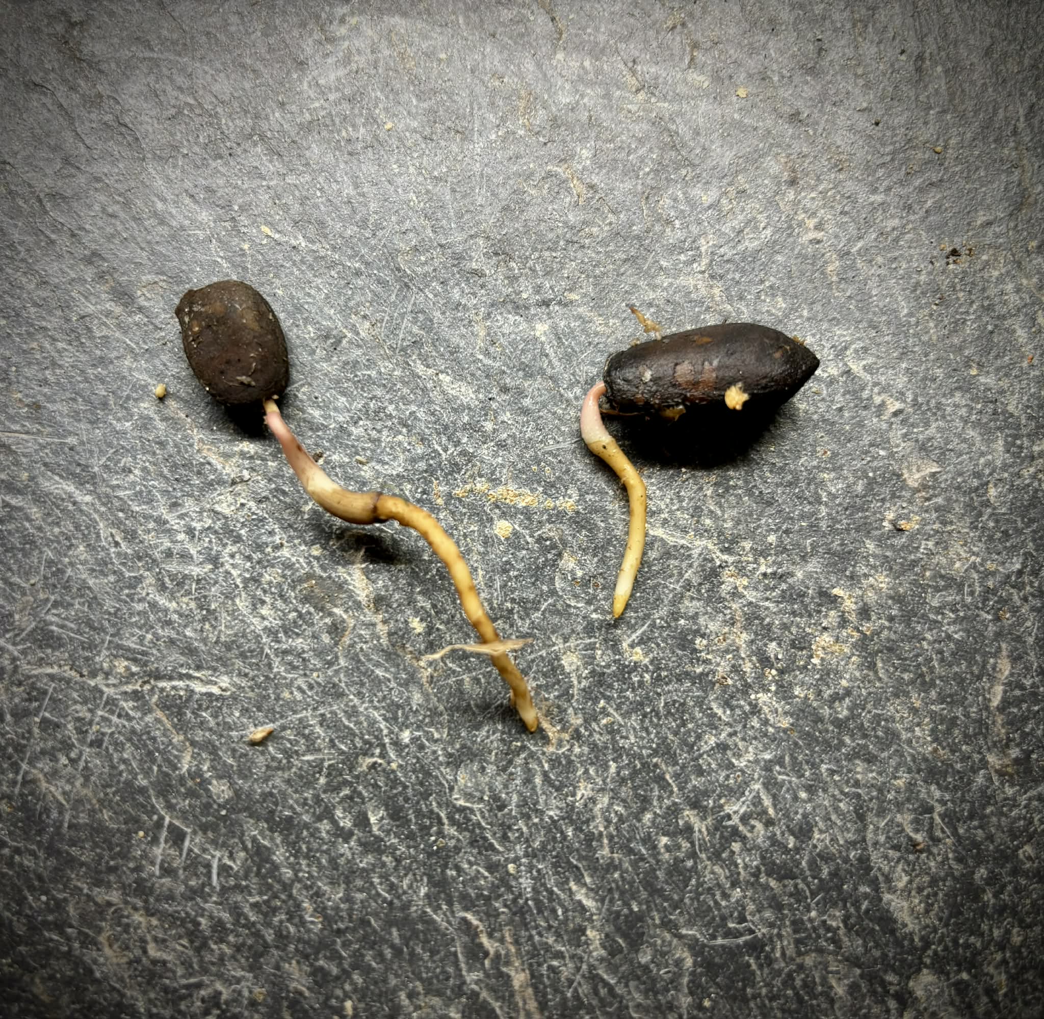 Yara Yara (Duguetia lepidota)  - 1 germinated seed / 1 germinated seed