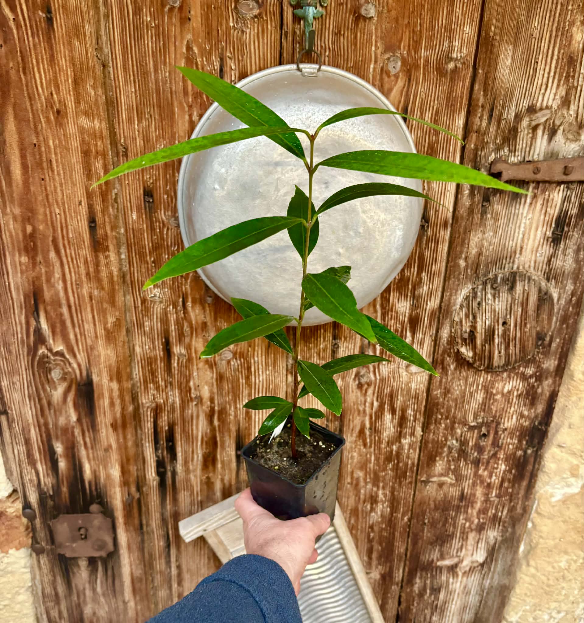 Eugenia sp Jambo da Mata -  1  potted seedling / 1 getopfter Sämling