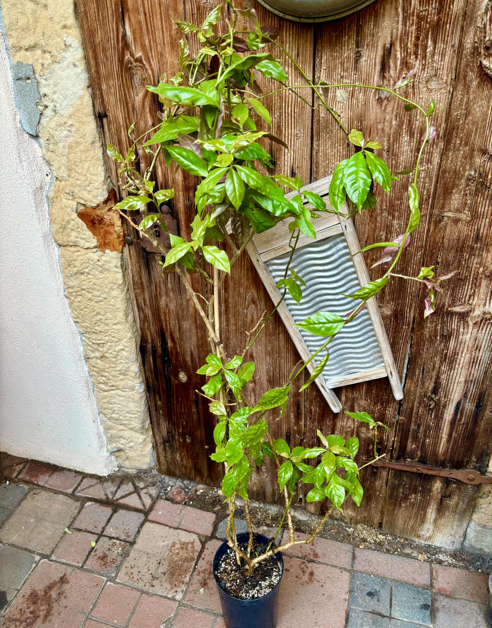 Barbados Gooseberry - Pereskia aculeata- 1 potted plant / 1 getopfte Pflanze