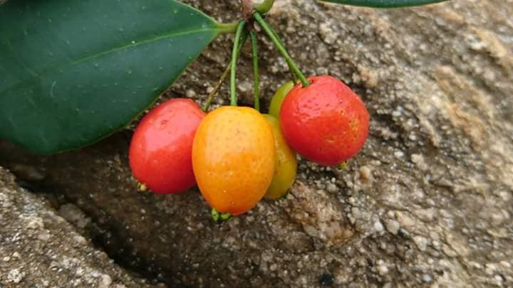 Pre Order - Eugenia stigmatosa -  1 fresh seed / 1 frischer Samen