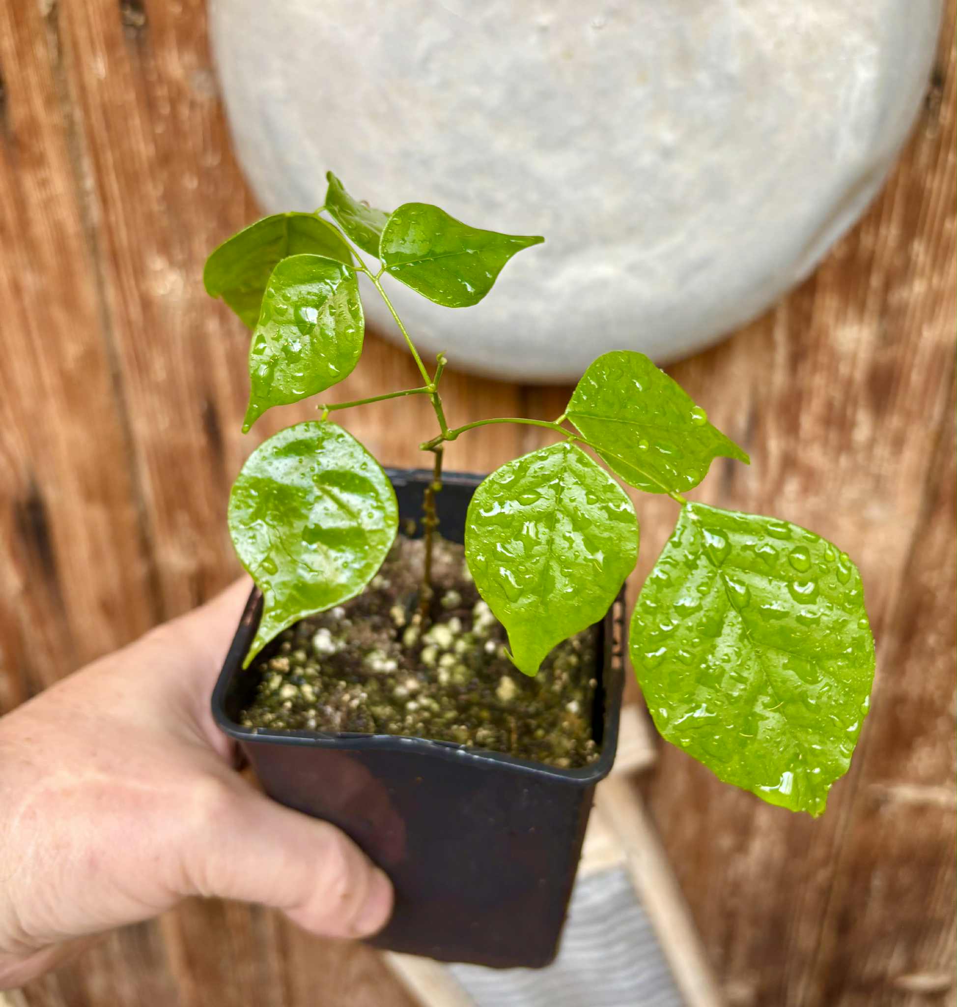Velvet Tamarind (Dialium cochichinense) - 1 small potted seedling / 1 kleiner, getopfter Sämling