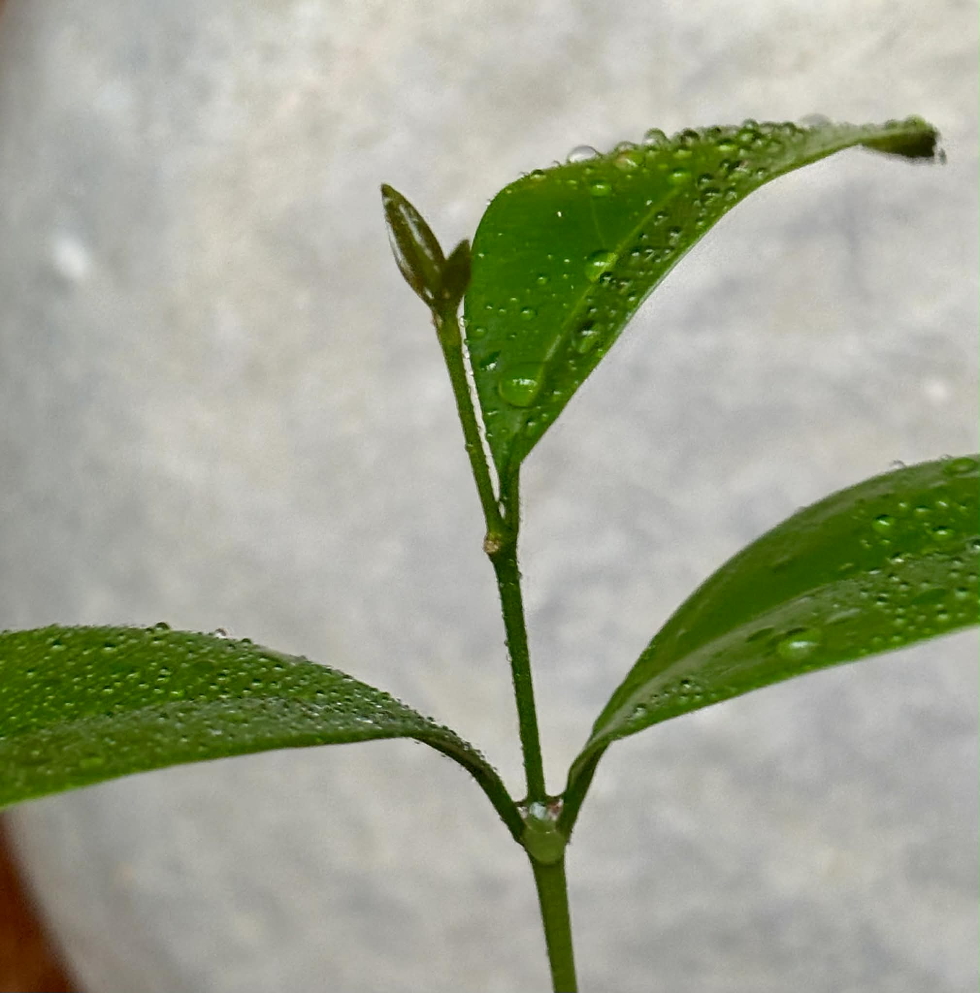 Eugenia sp Itayuba - 1 potted plant / 1 getopfte Pflanze