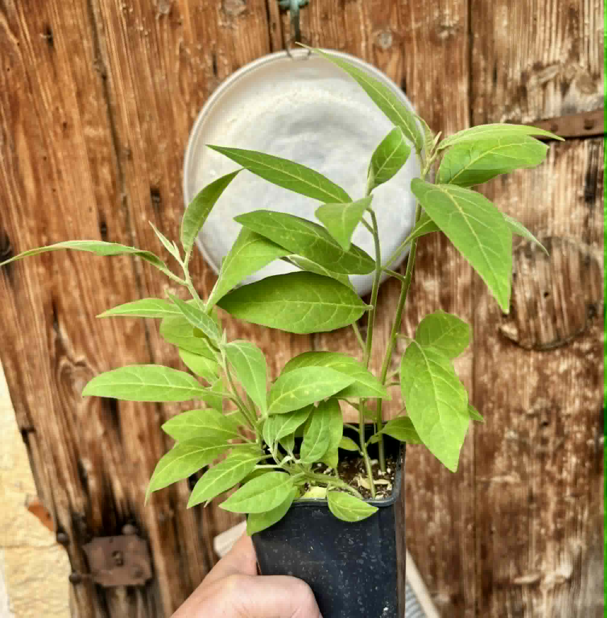 6 in 1 pot - Solanum sp. Mata Escura - 6 seedlings in one pot - 6 Sämlinge in einem Topf