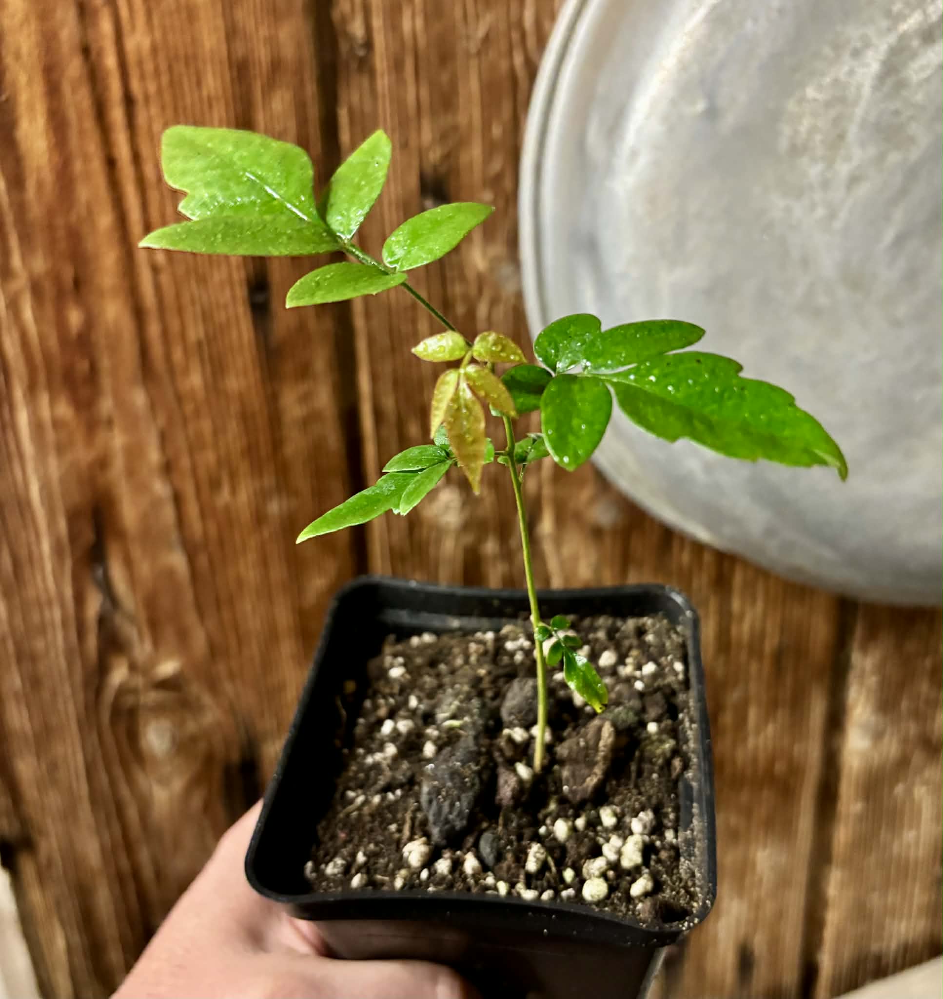 Guarana Samambaia (Paullinia rhomboidea) - 1 potted plant / 1 getopfte Pflanze 