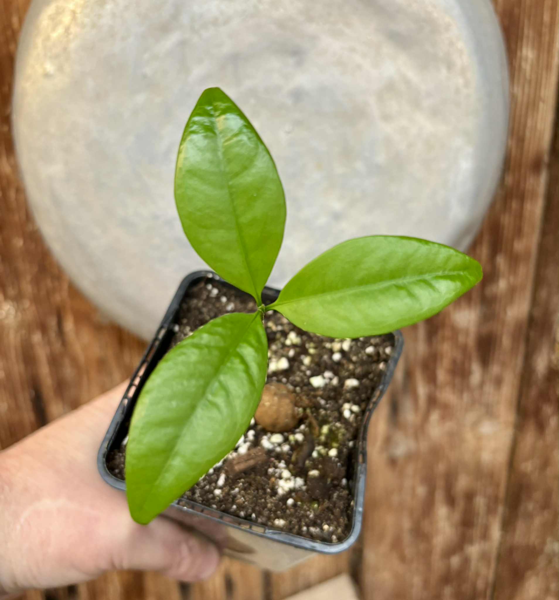 Eugenia sp Itayuba - 1 potted seedling / 1 getopfter Sämling