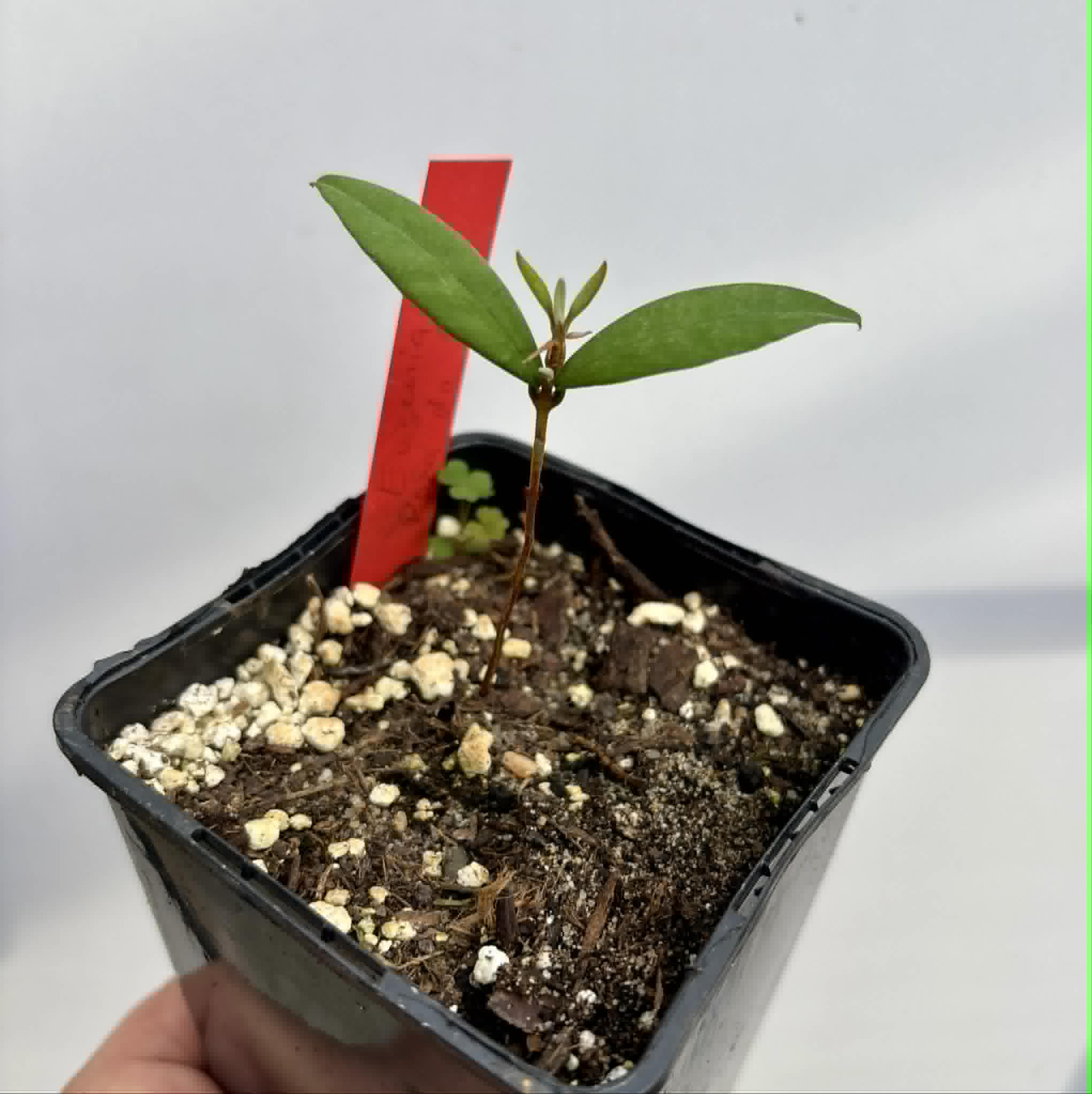 Eugenia sp Roxa do Rio - 1 potted seedling / 1 getopfter Sämling